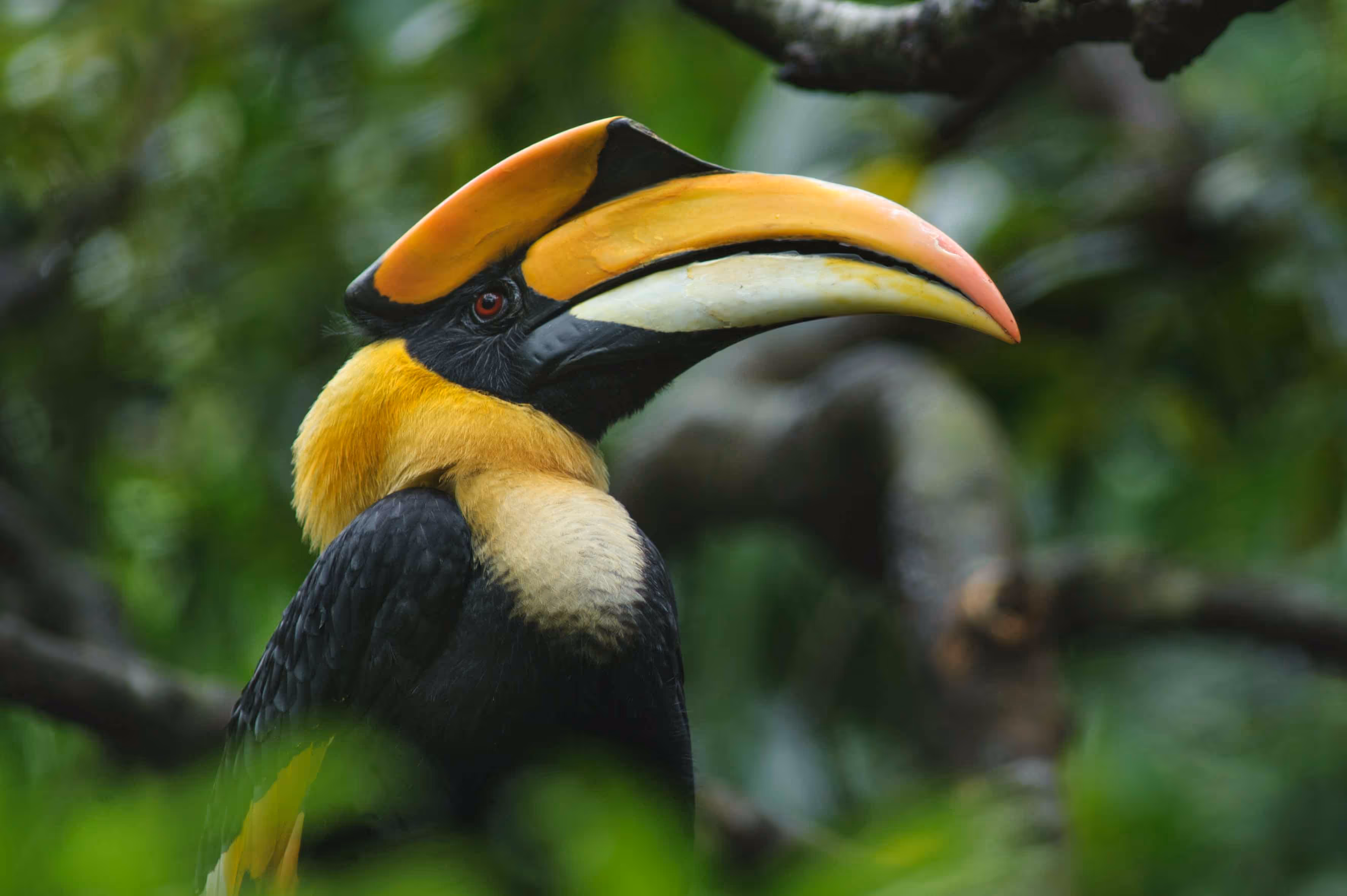 Een afbeelding van een dubbelhoornige neushoornvogel in Ouwehands Dierenpark