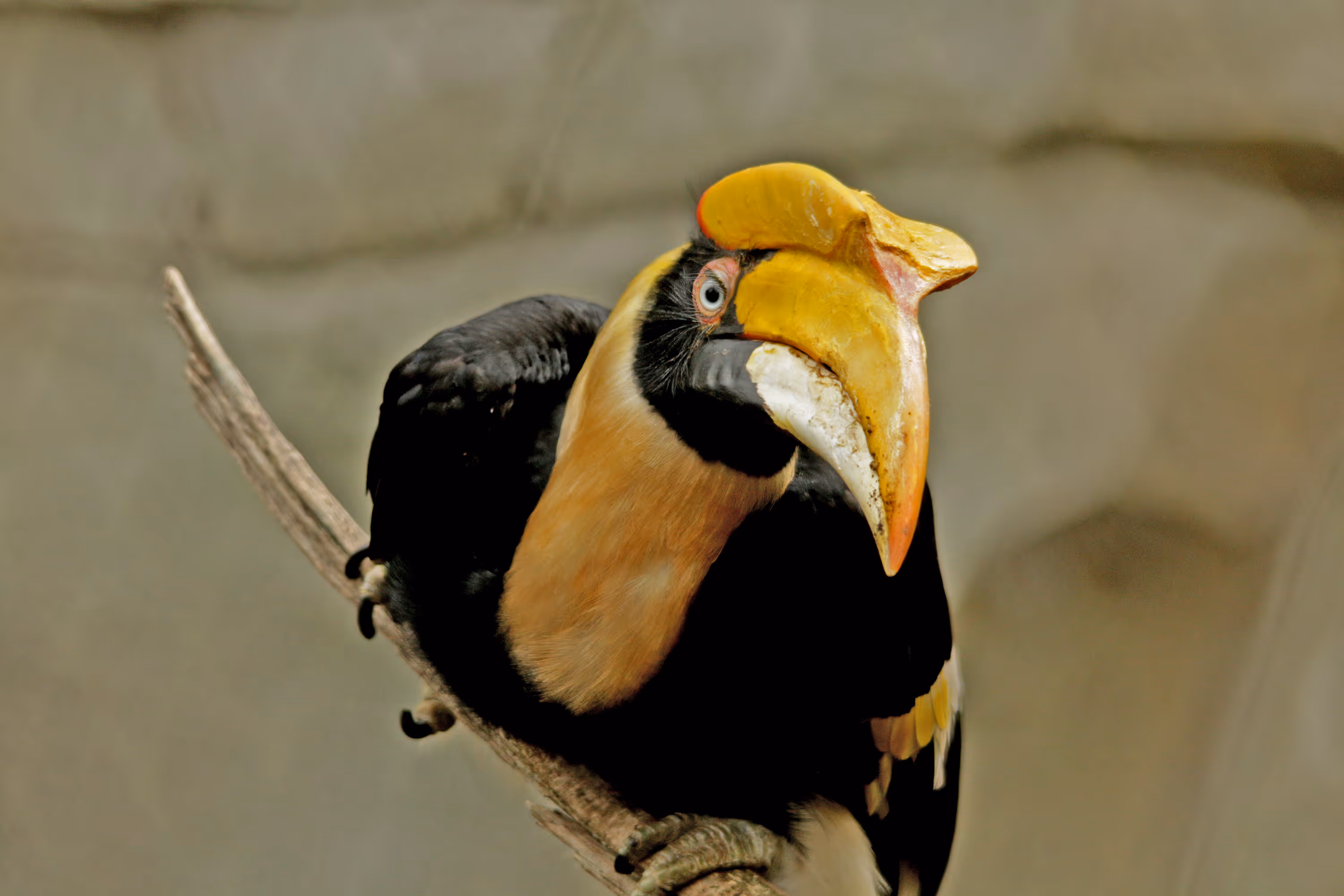 Een afbeelding van een dubbelhoornige neushoornvogel in Ouwehands Dierenpark