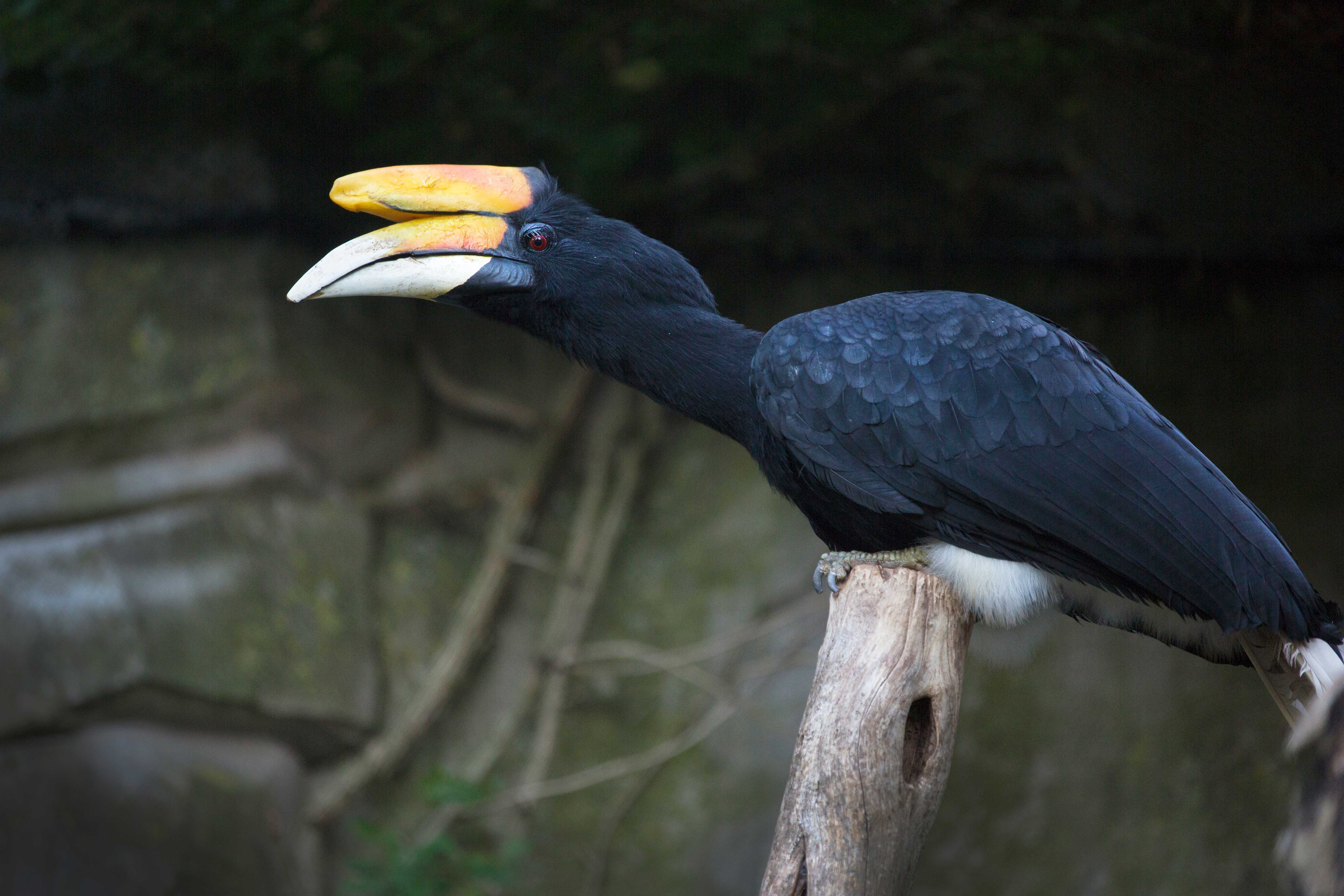 Een afbeelding van een gewone neushoornvogel in Ouwehands Dierenpark
