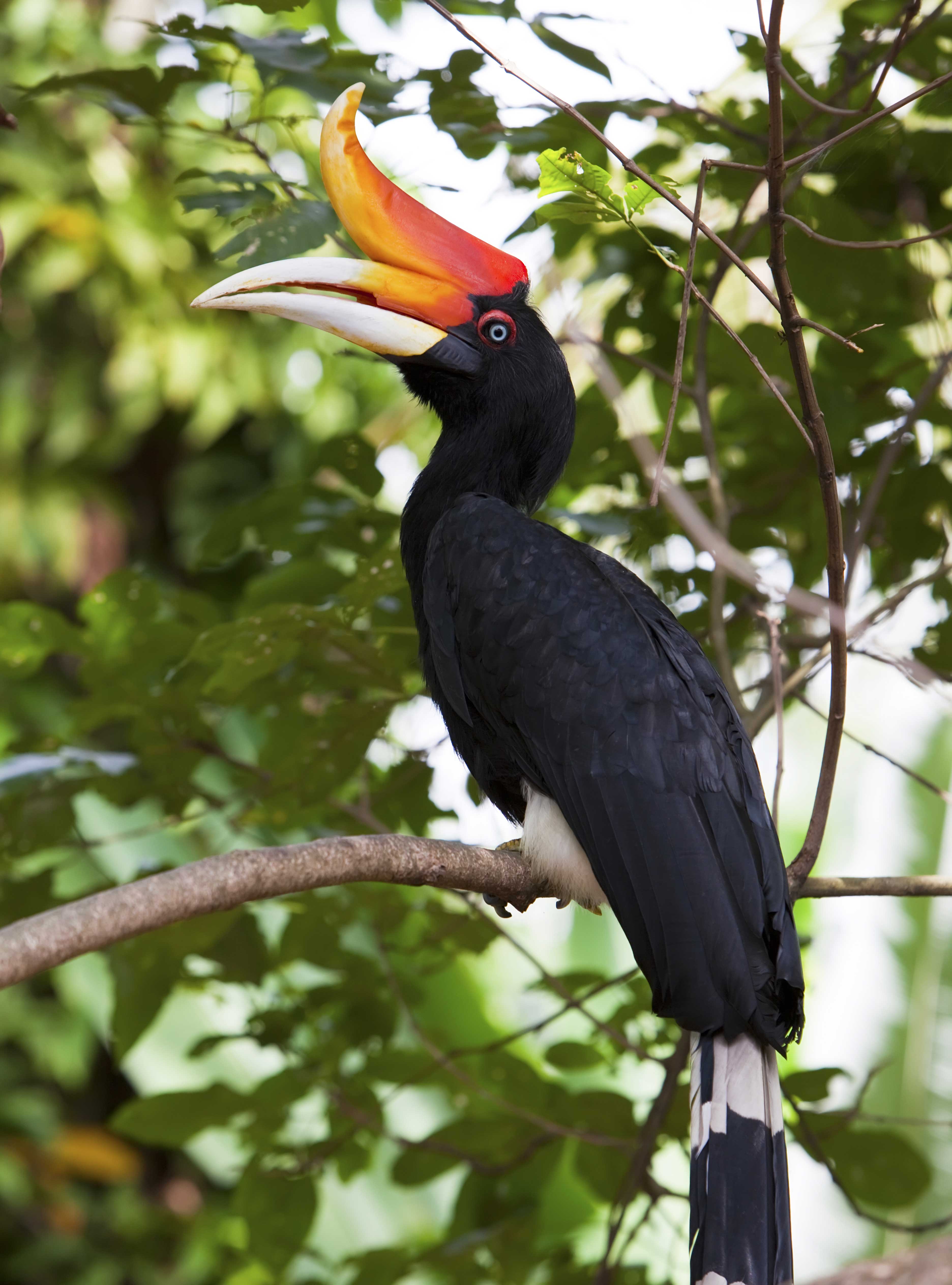 Een afbeelding van een gewone neushoornvogel in Ouwehands Dierenpark