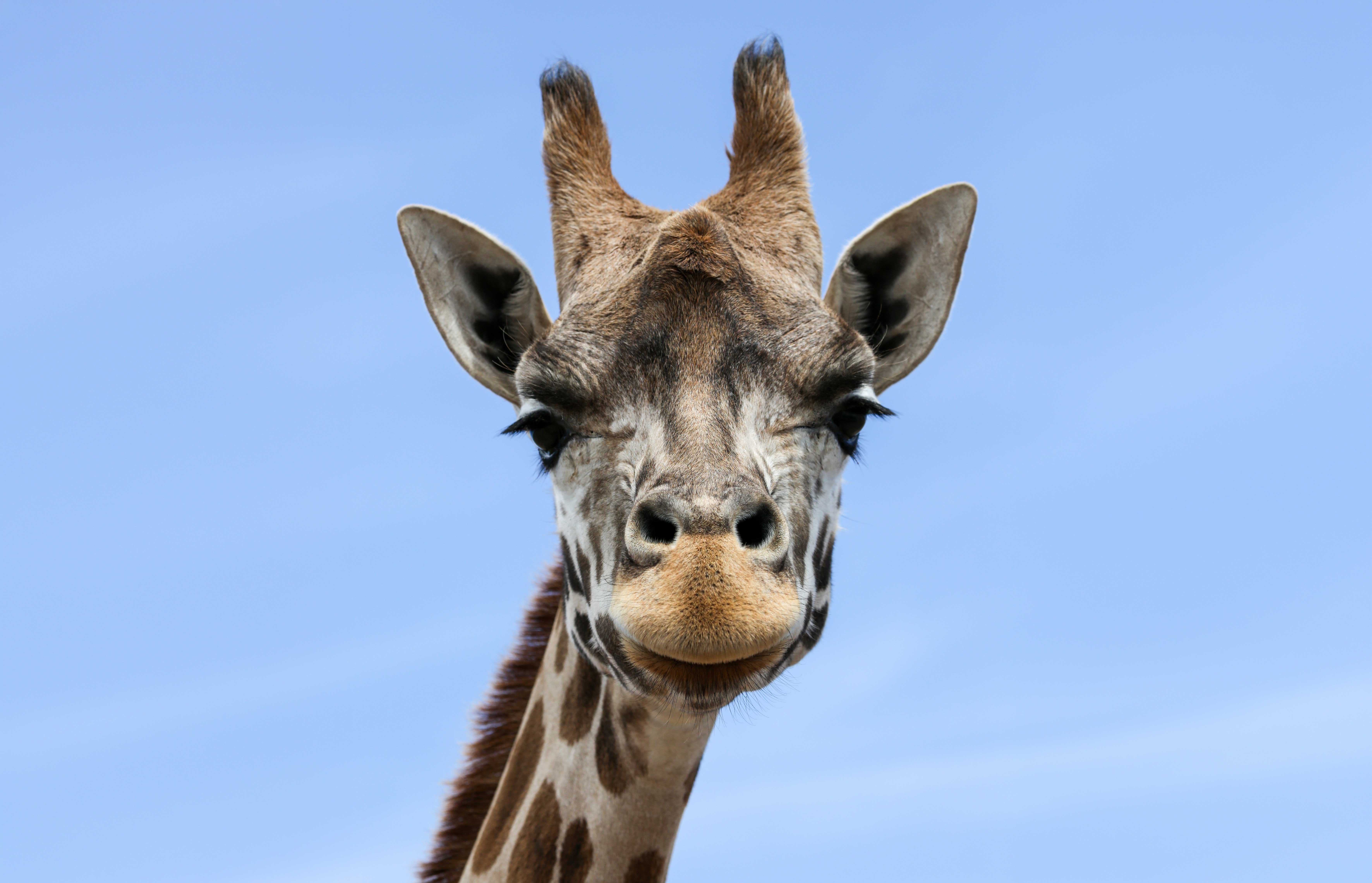 Een afbeelding van een giraffe in Ouwehands Dierenpark