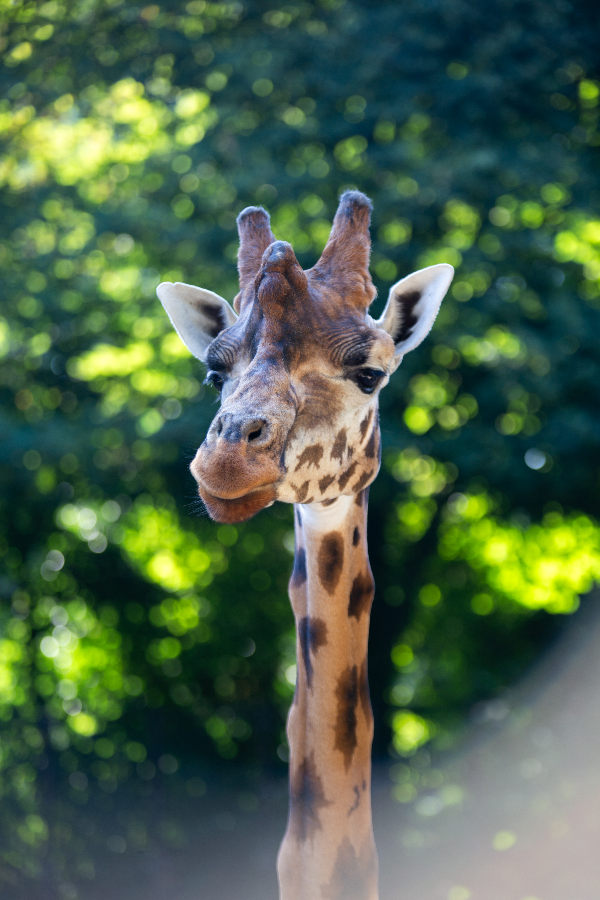 Een afbeelding van een giraffe in Ouwehands Dierenpark