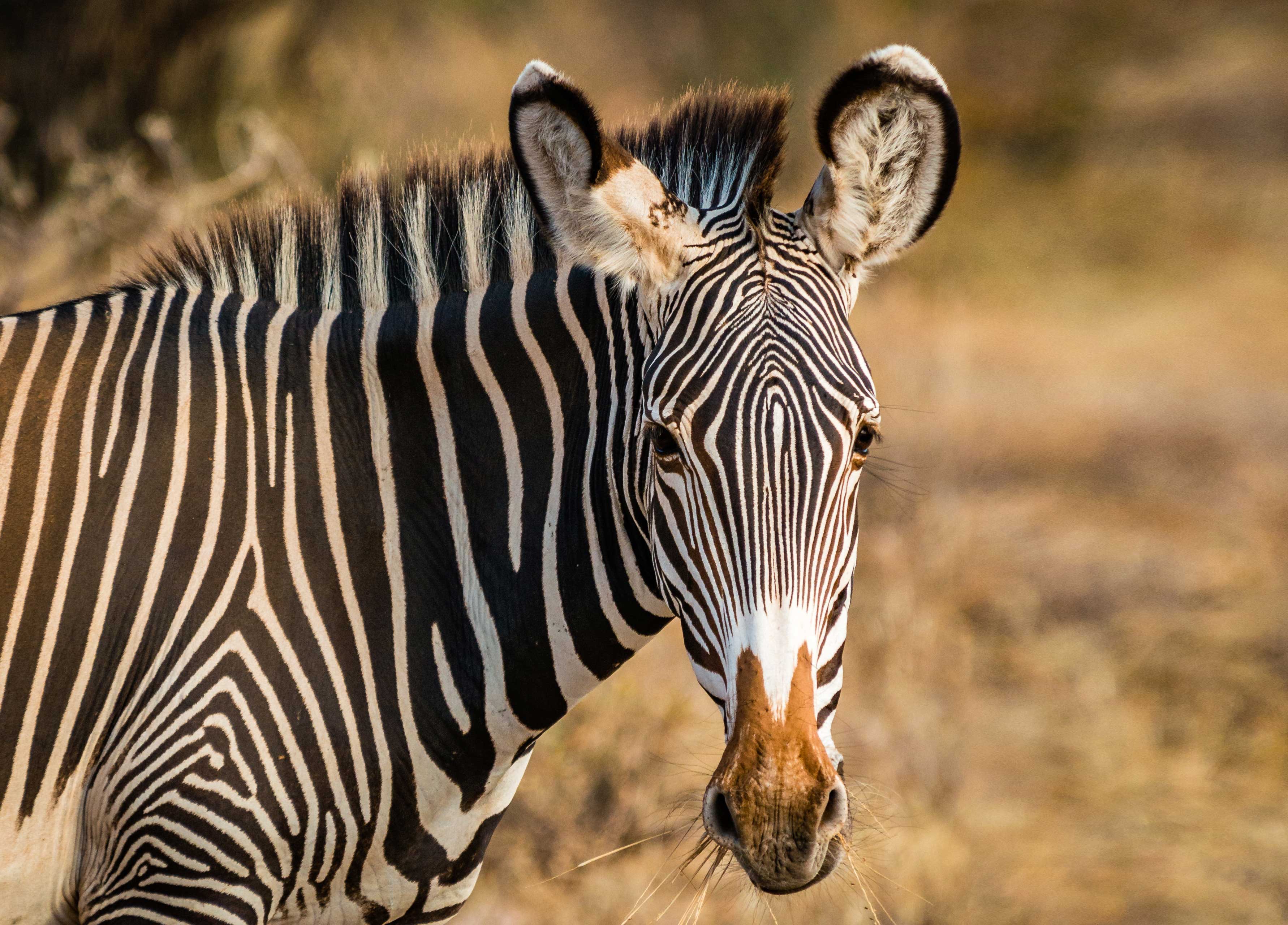 Een afbeelding van de Grévy zebra in Ouwehands Dierenpark