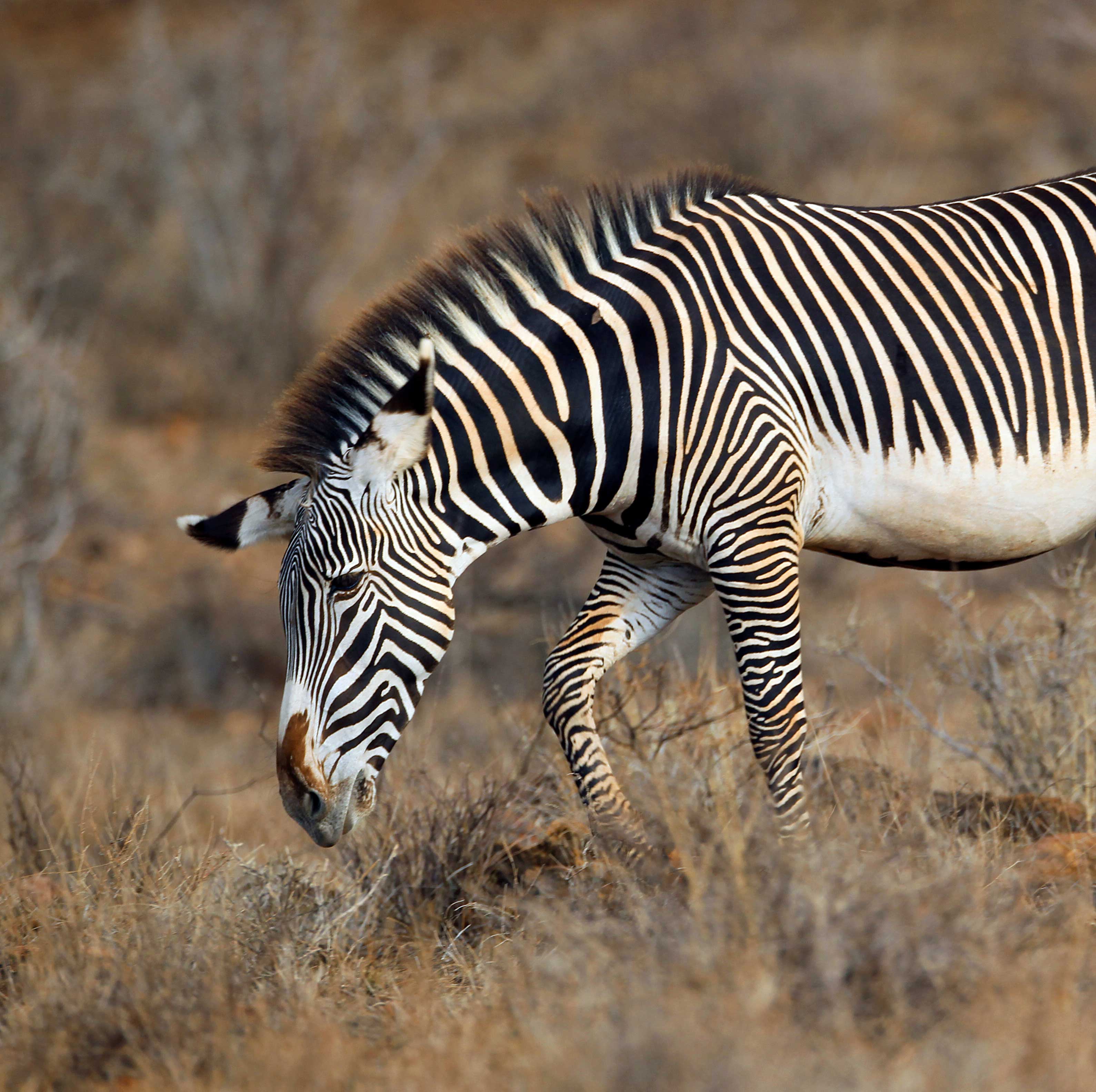 Een afbeelding van de Grévy zebra in Ouwehands Dierenpark