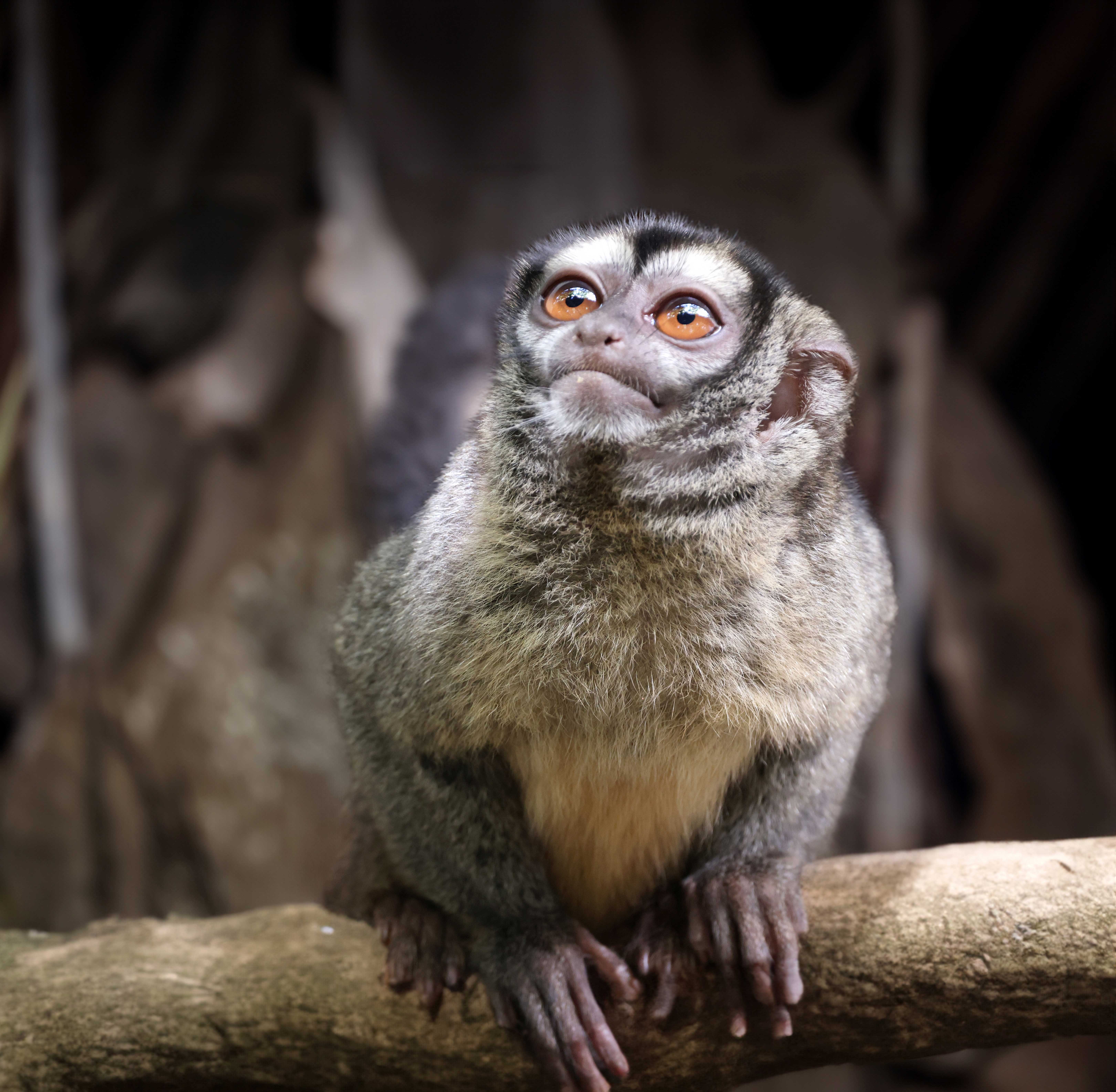Een afbeelding van de grijspoot doeroecoeli in Ouwehands Dierenpark
