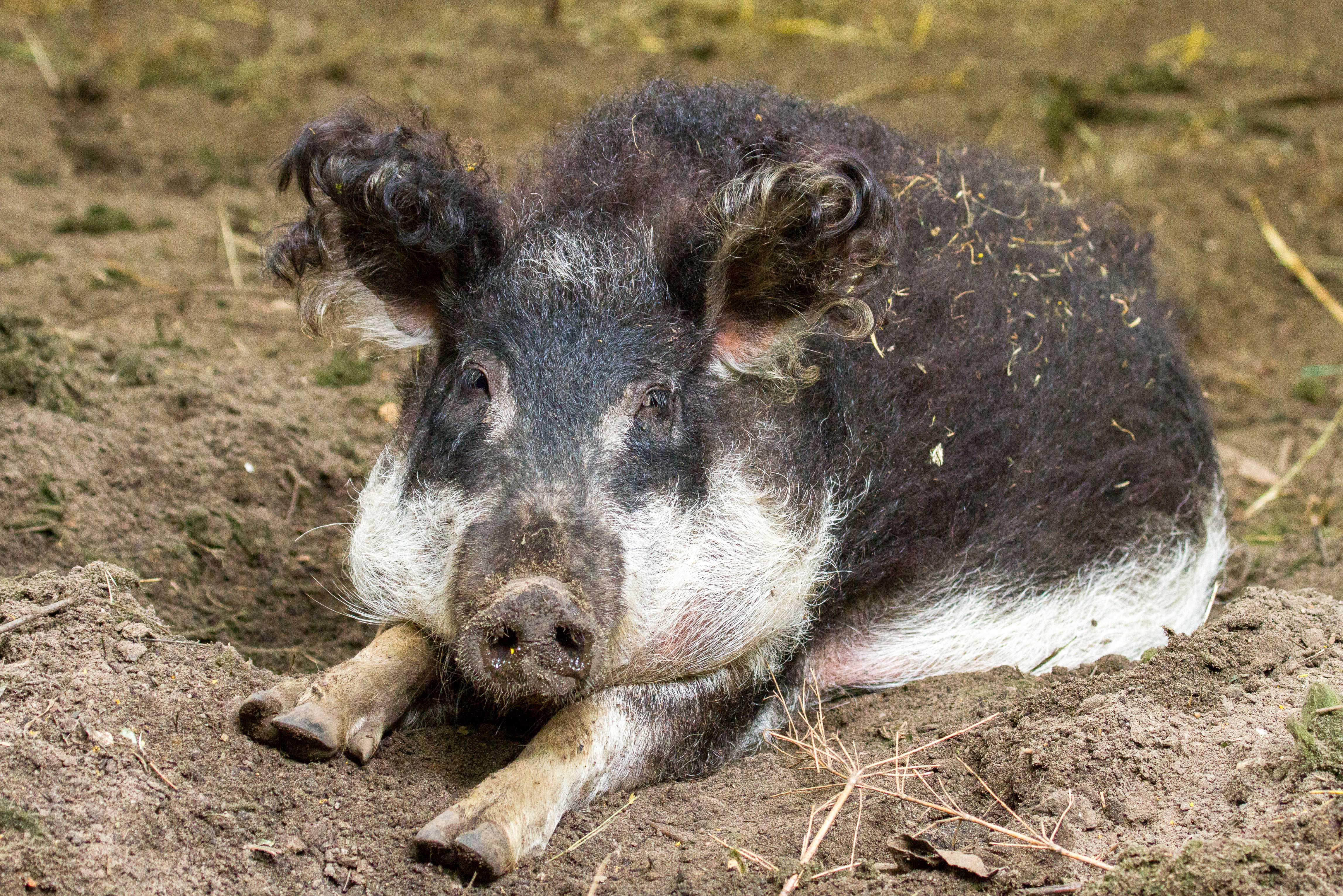 Een afbeelding van een Hongaars wolvarken in Ouwehands Dierenpark