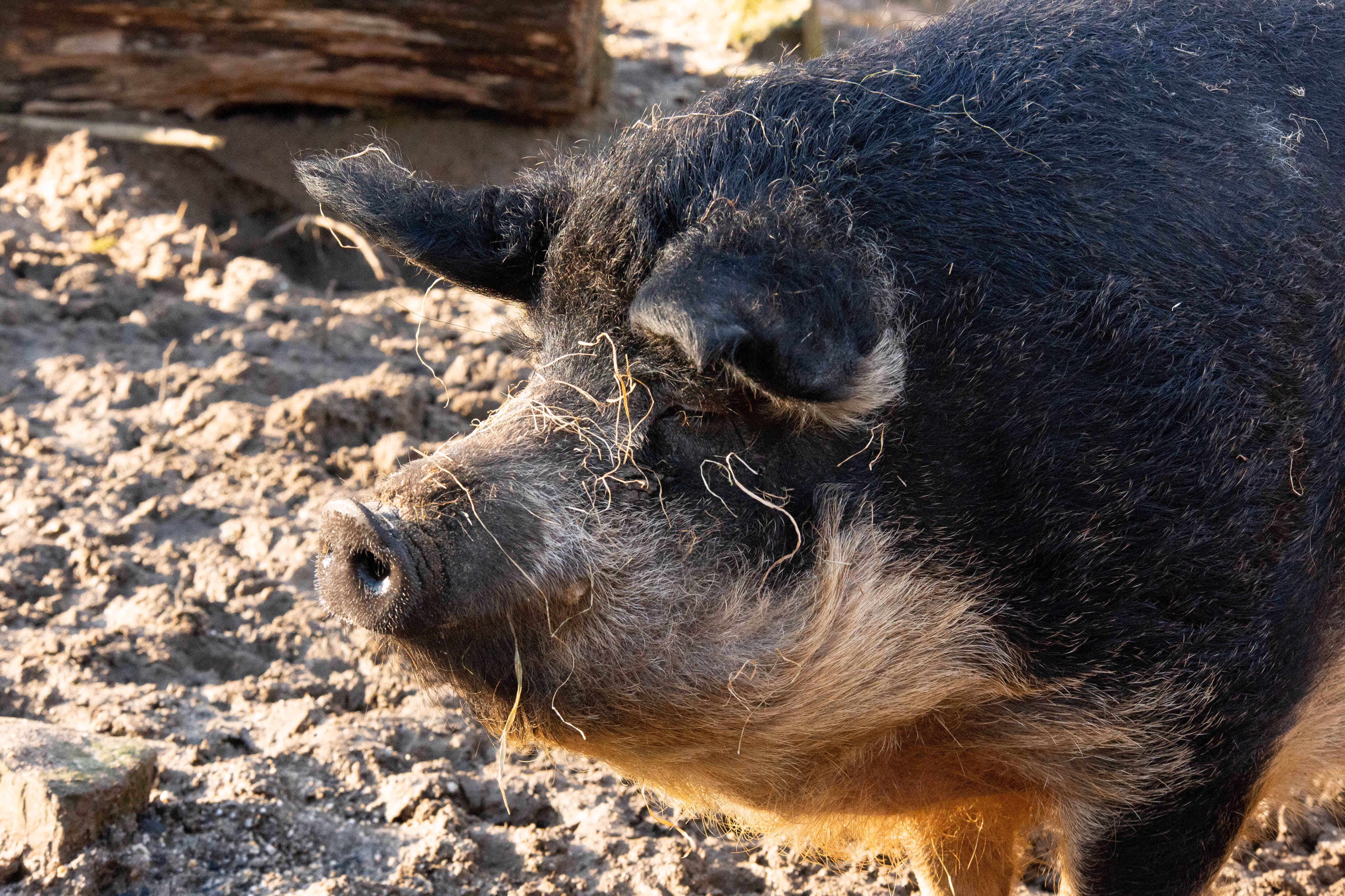 Een afbeelding van een Hongaars wolvarken in Ouwehands Dierenpark