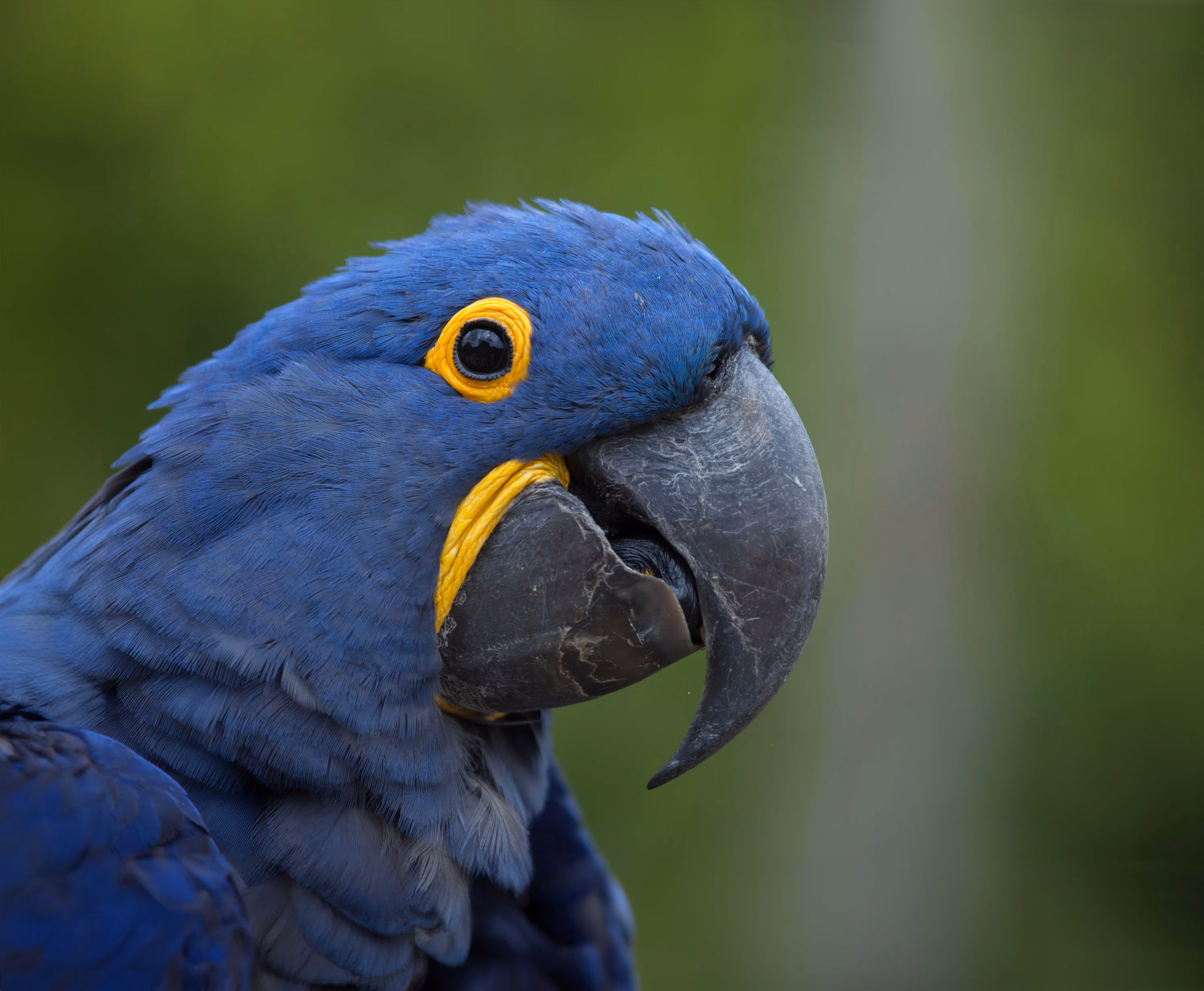 Een afbeelding van een hyacintara in Ouwehands Dierenpark