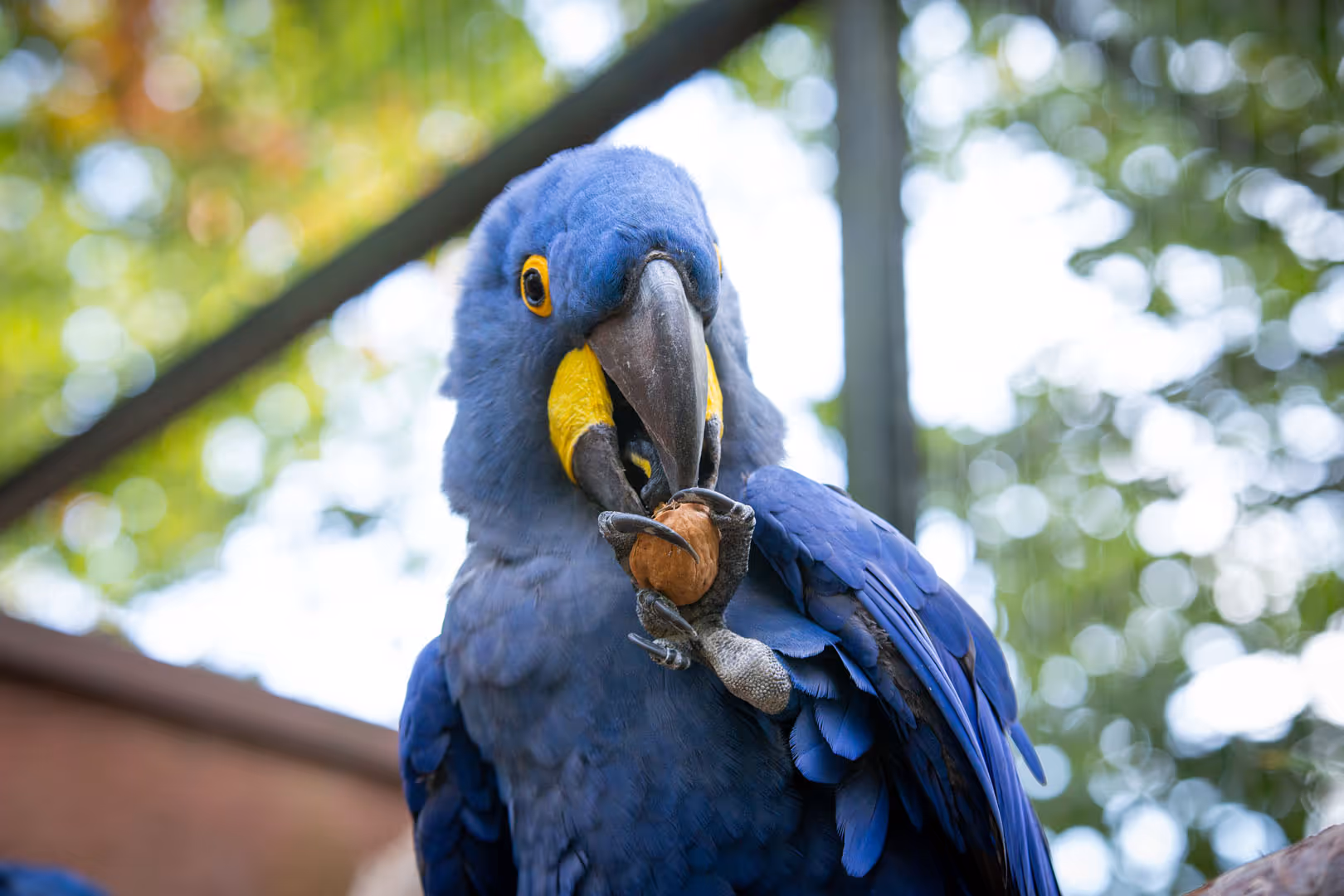 Een afbeelding van een hyacintara in Ouwehands Dierenpark