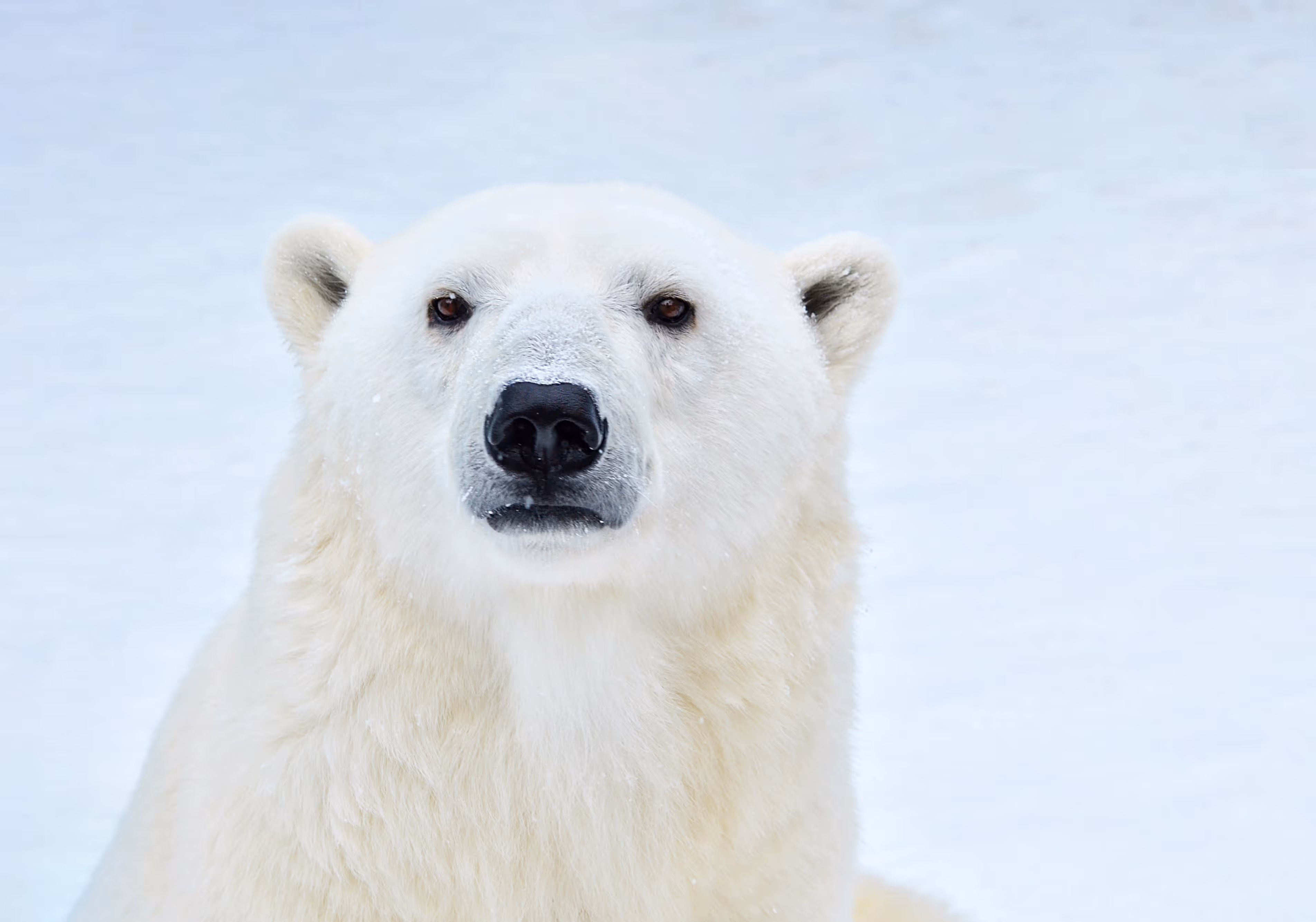 Een afbeelding van een ijsbeer in Ouwehands Dierenpark
