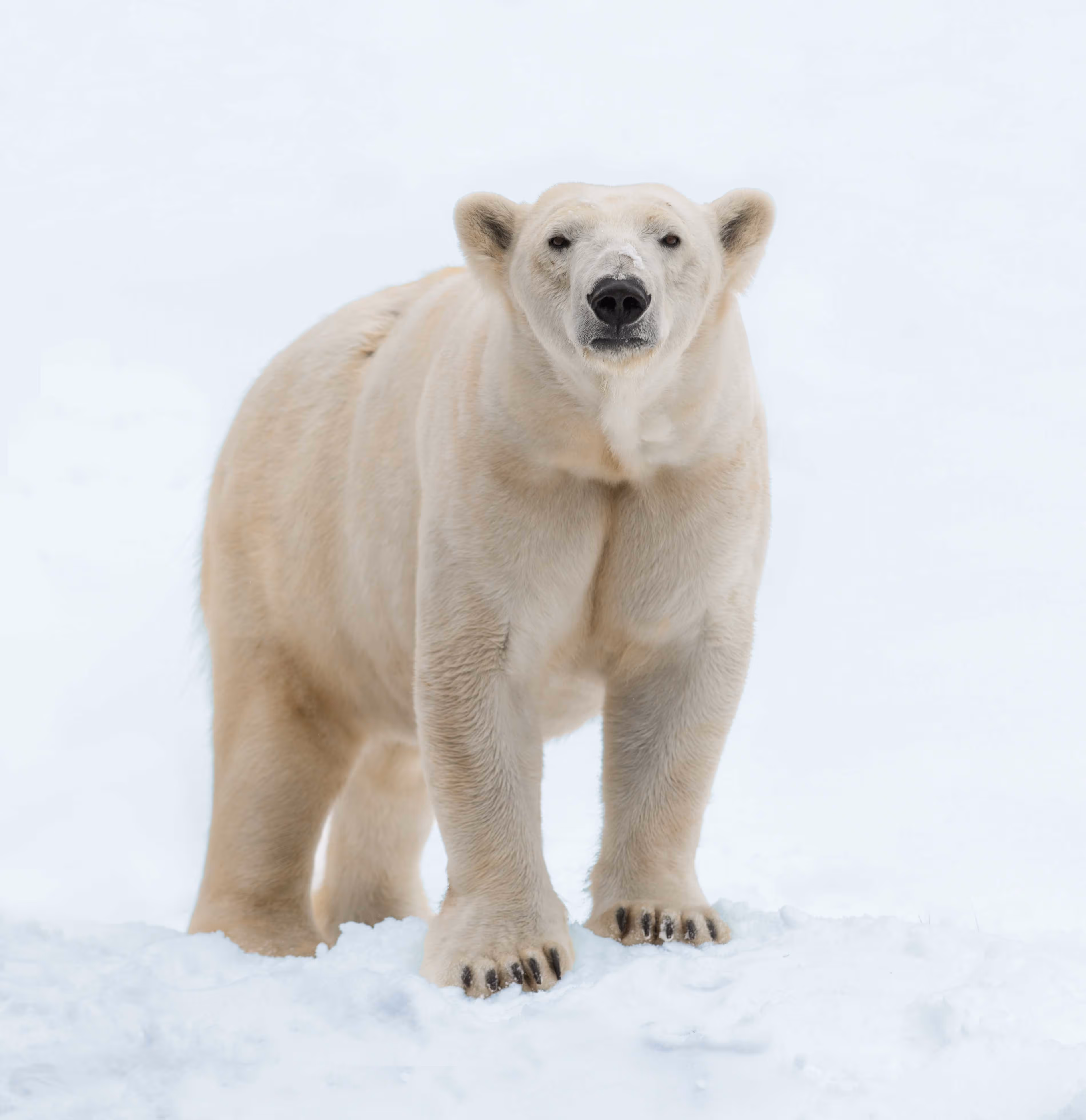 Een afbeelding van een ijsbeer in Ouwehands Dierenpark