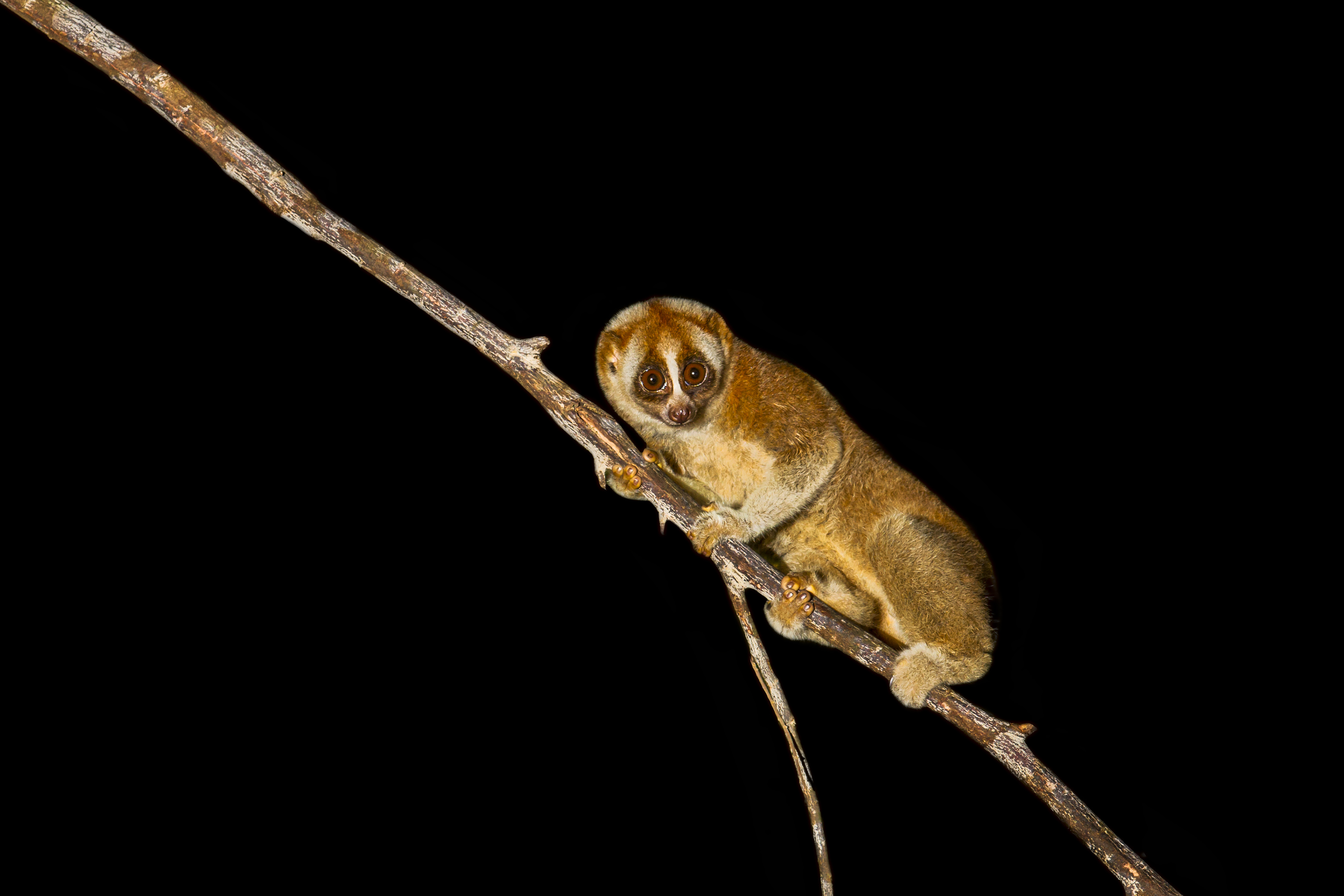 Een afbeelding van een kleine plompe lori in Ouwehands Dierenpark