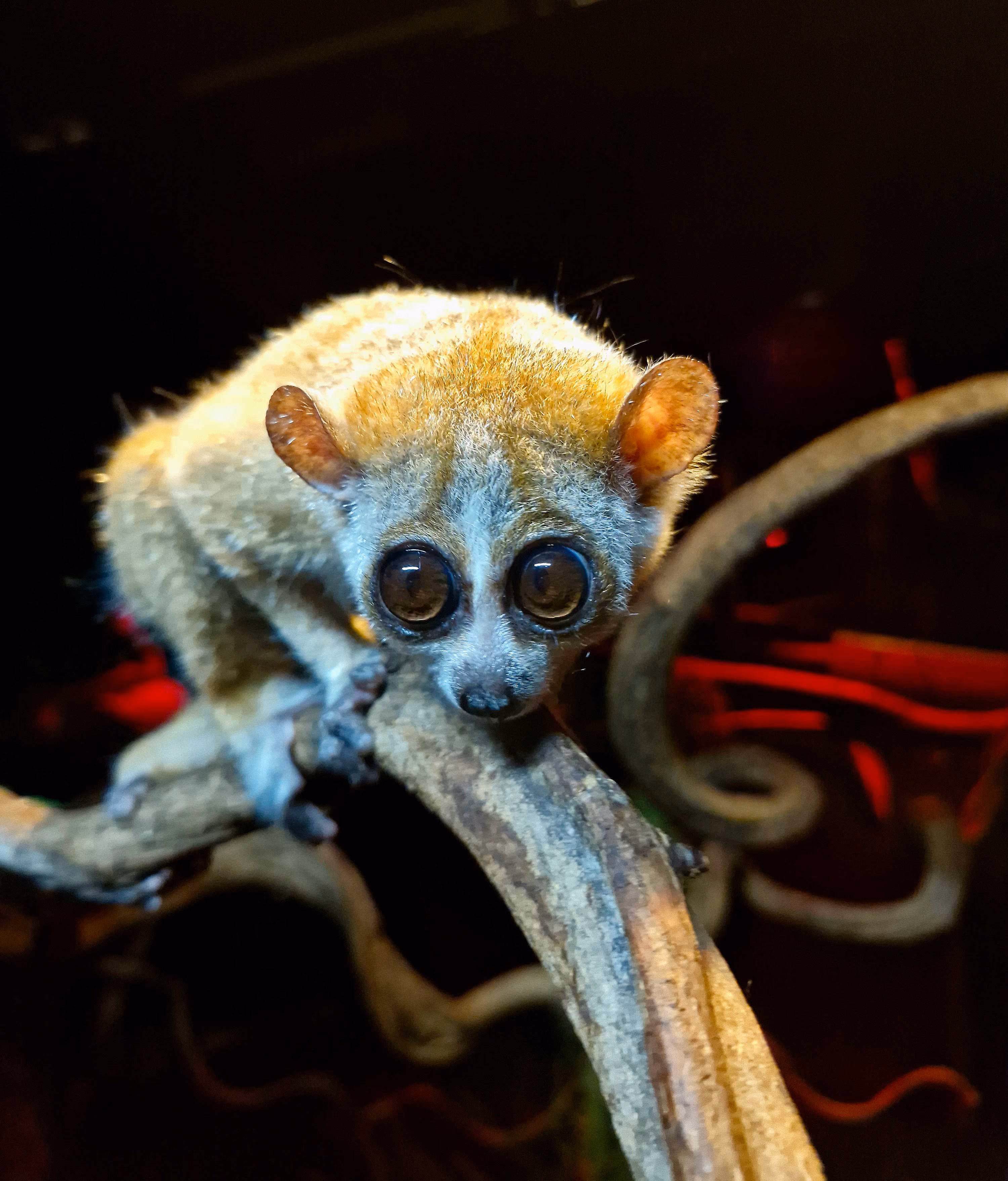 Een afbeelding van een kleine plompe lori in Ouwehands Dierenpark