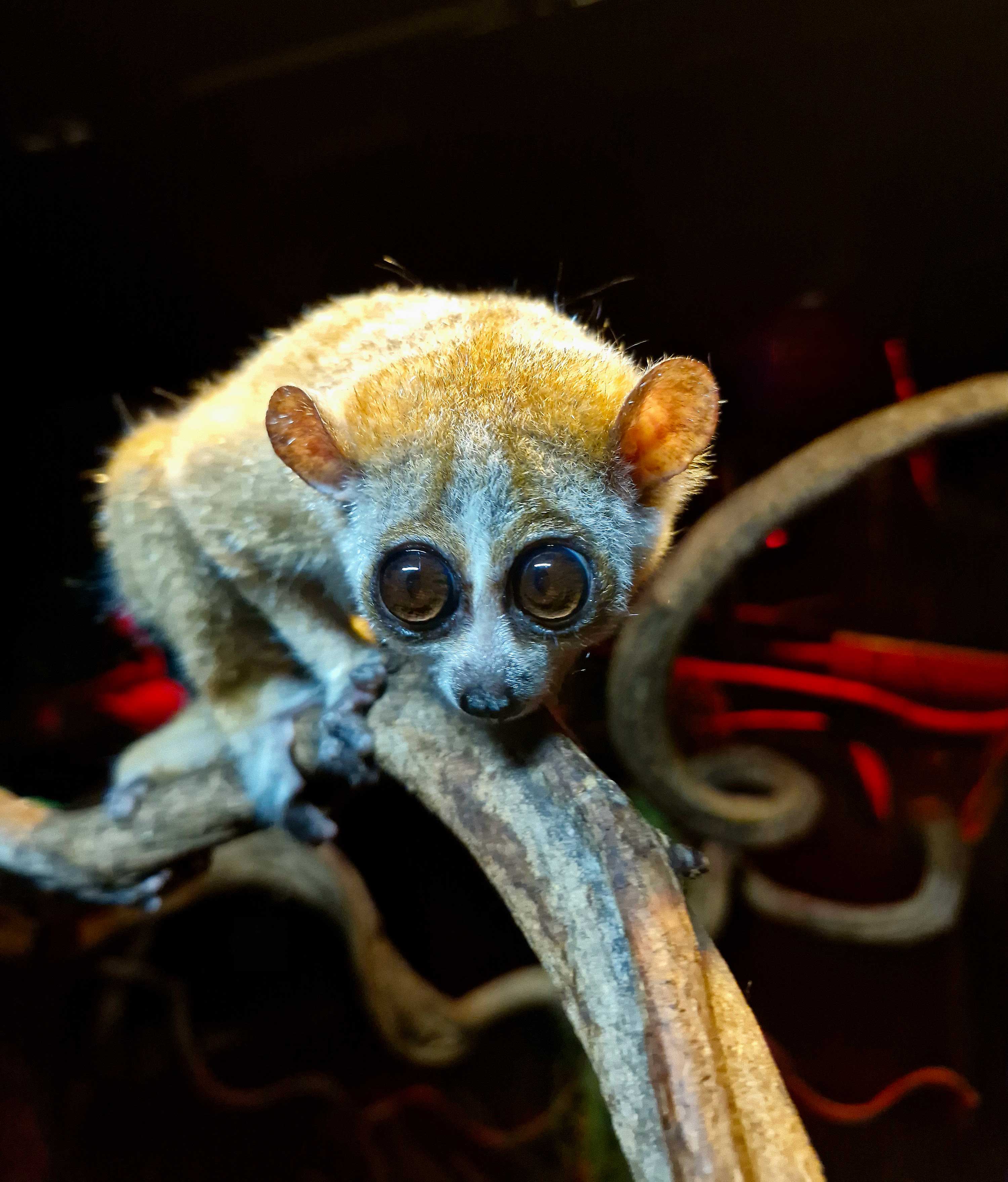 Een afbeelding van een kleine plompe lori in Ouwehands Dierenpark