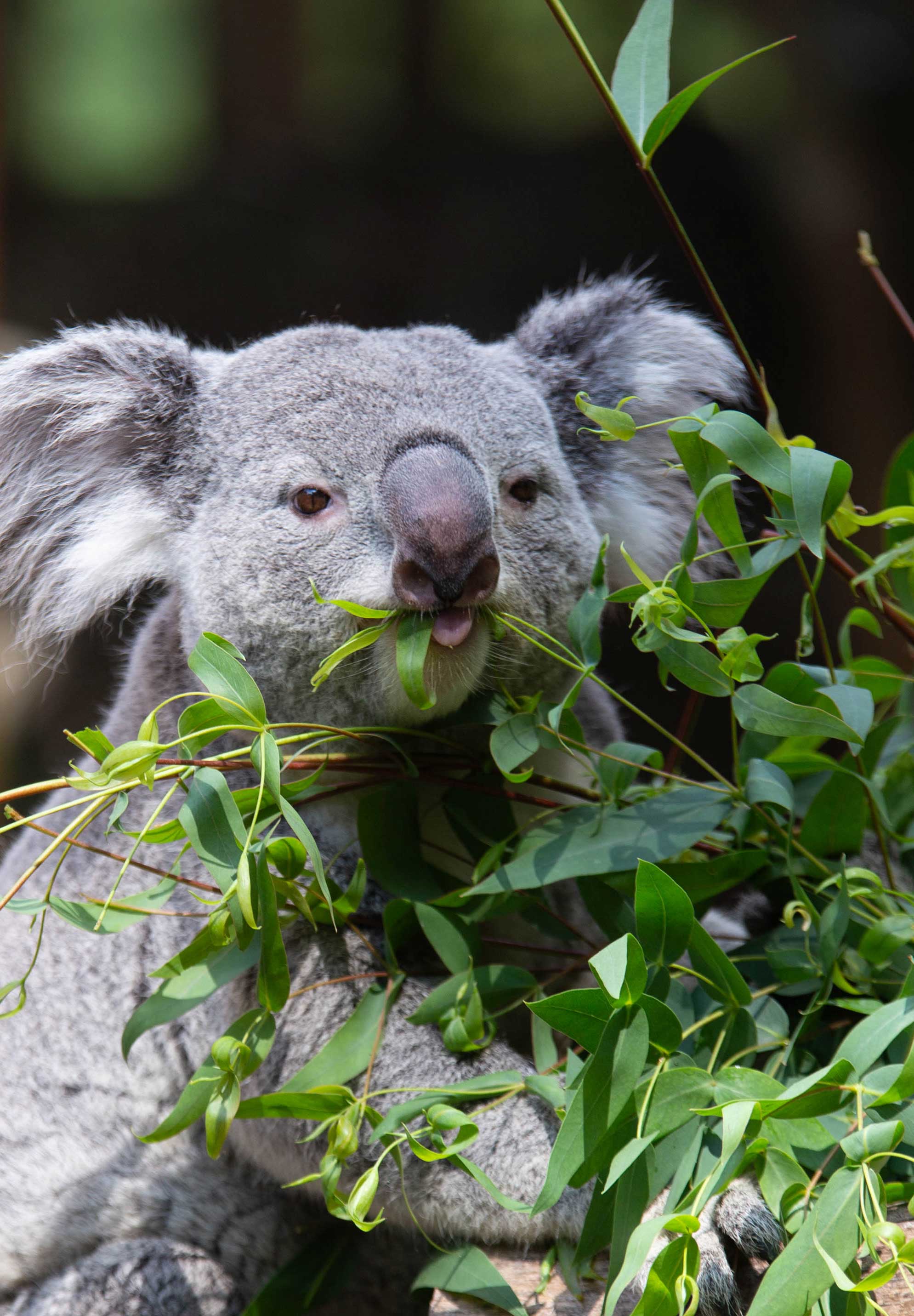Een afbeelding van een koala in Ouwehands Dierenpark