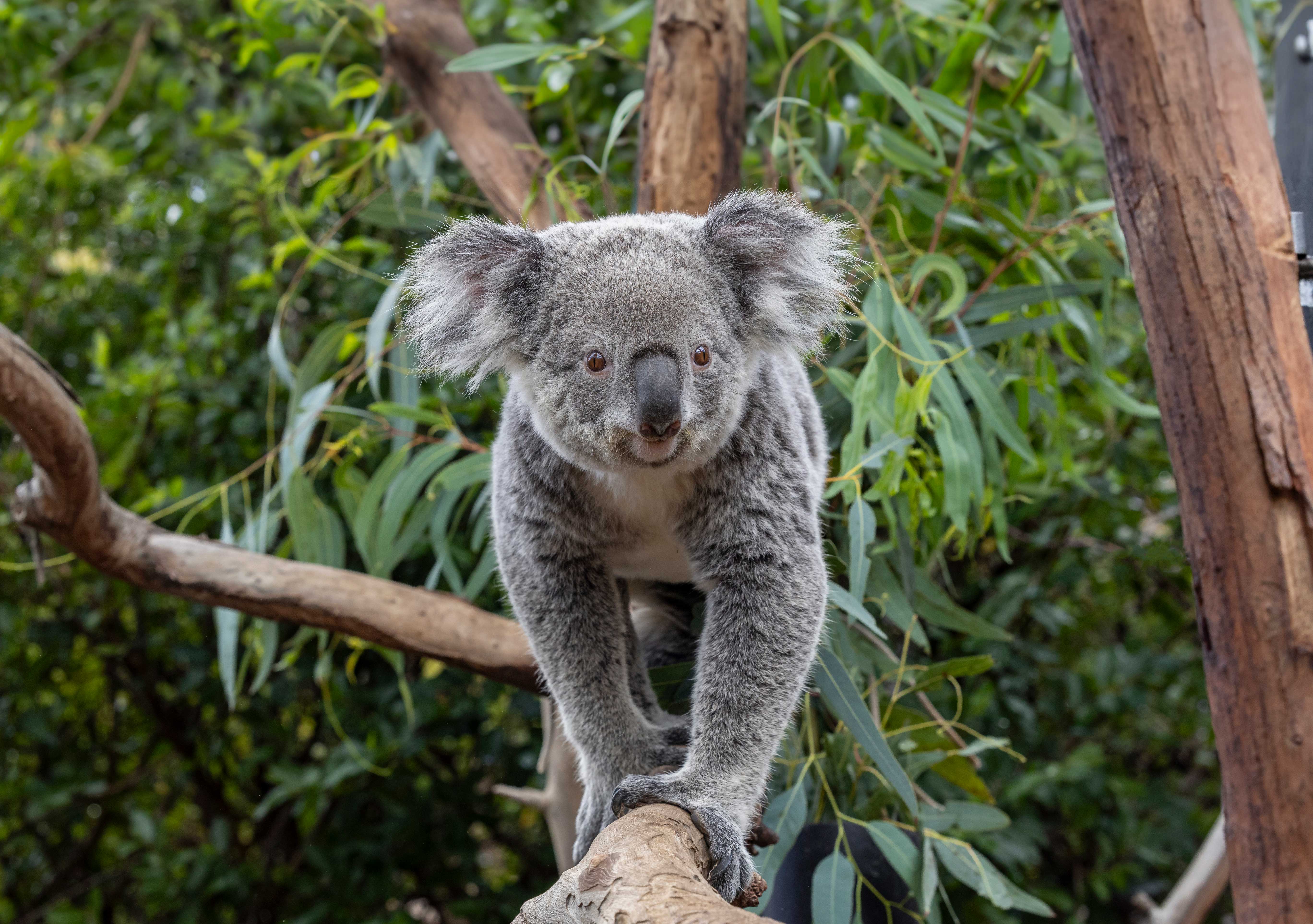 Een afbeelding van een koala in Ouwehands Dierenpark
