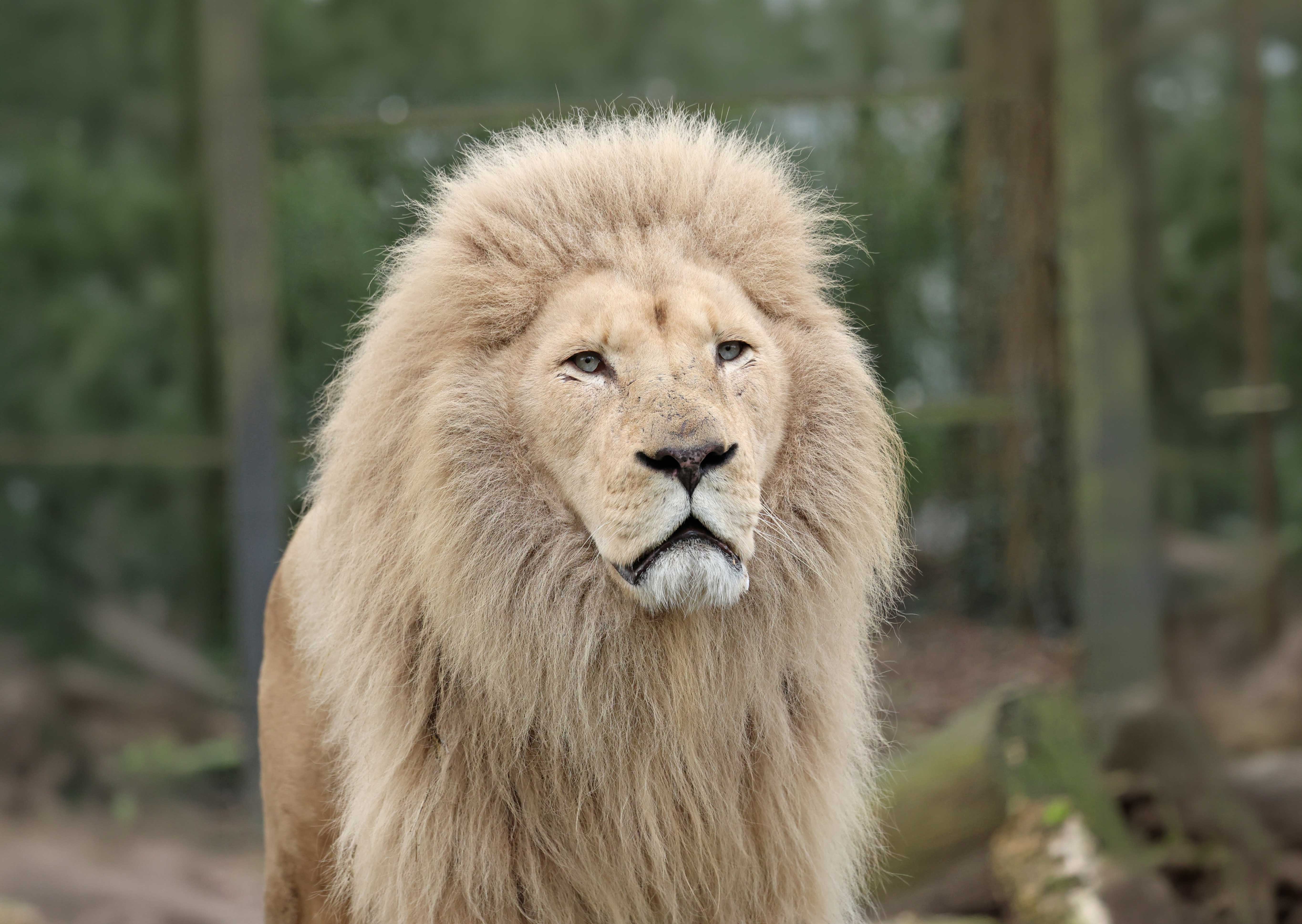 Een afbeelding van een leeuw in Ouwehands Dierenpark