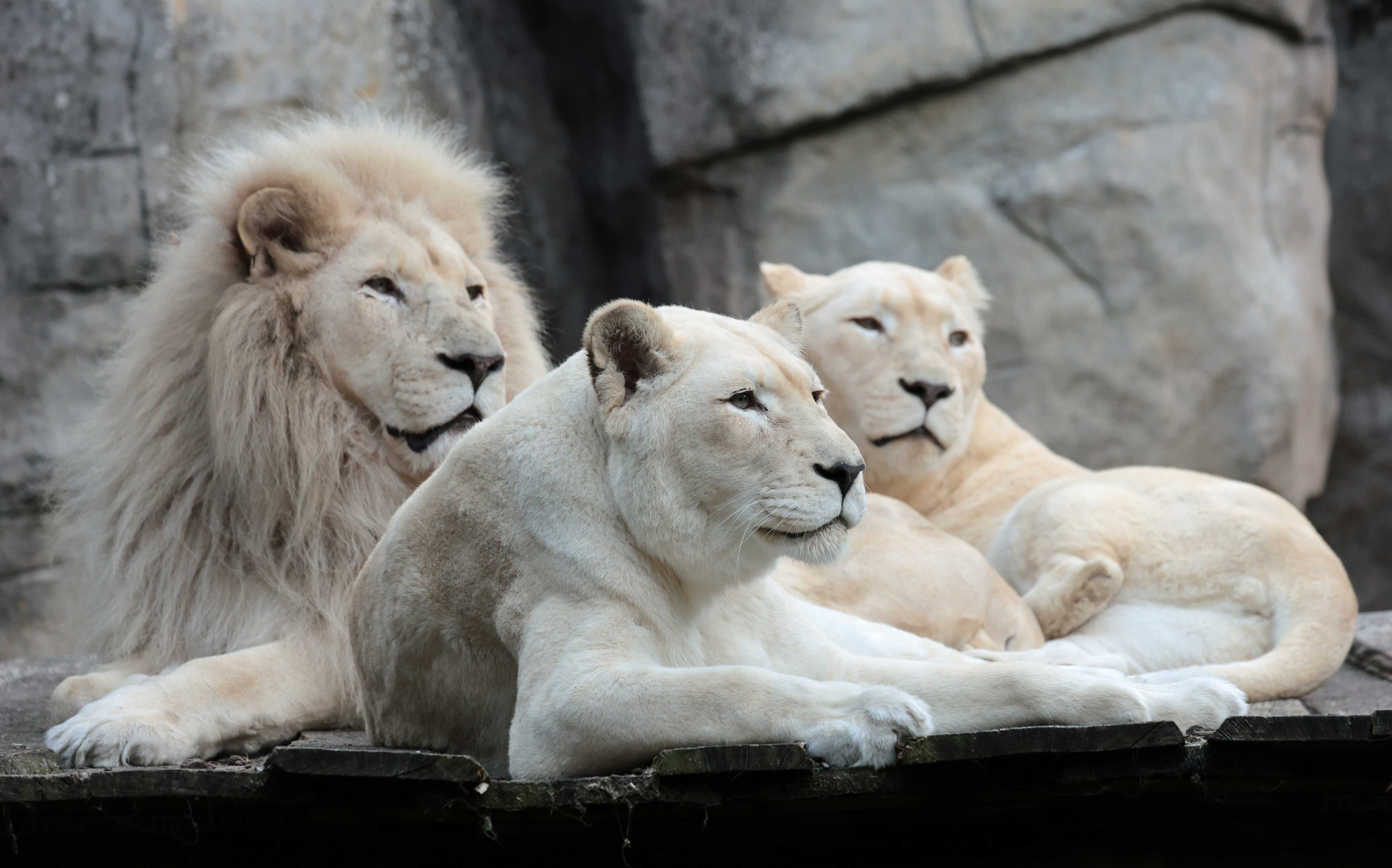 Een afbeelding van een leeuw in Ouwehands Dierenpark