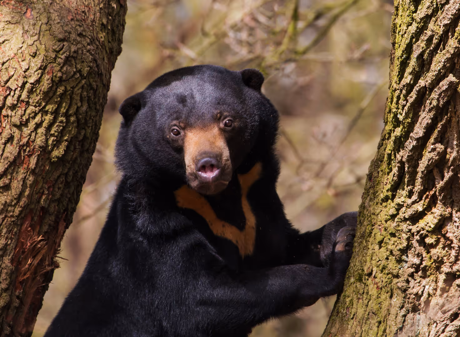 Een afbeelding van een Maleise beer in Ouwehands Dierenpark
