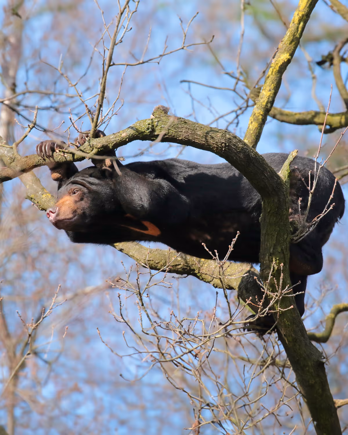 Een afbeelding van een Maleise beer in Ouwehands Dierenpark
