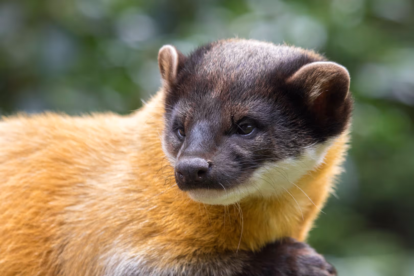 Een afbeelding van een Maleise bonte marter in Ouwehands Dierenpark.