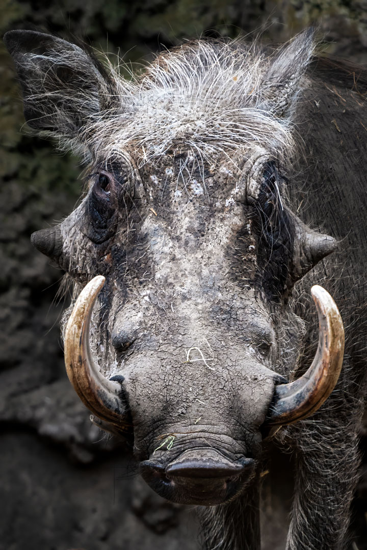 Een afbeelding van een wrattenzwijn in Ouwehands Dierenpark