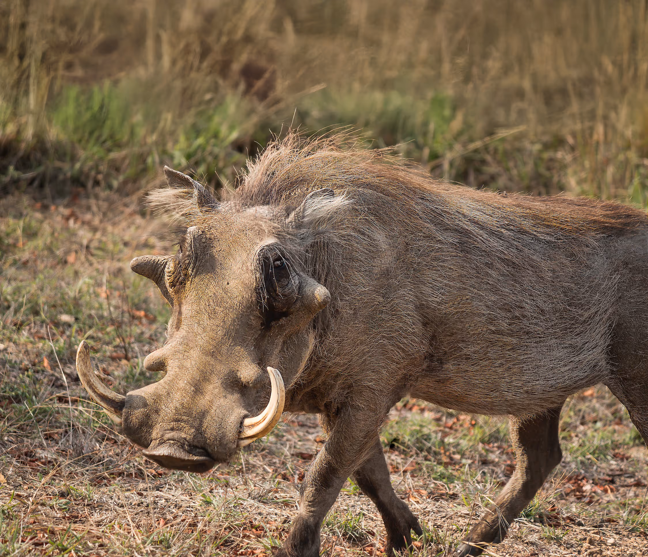 Een afbeelding van een wrattenzwijn in Ouwehands Dierenpark