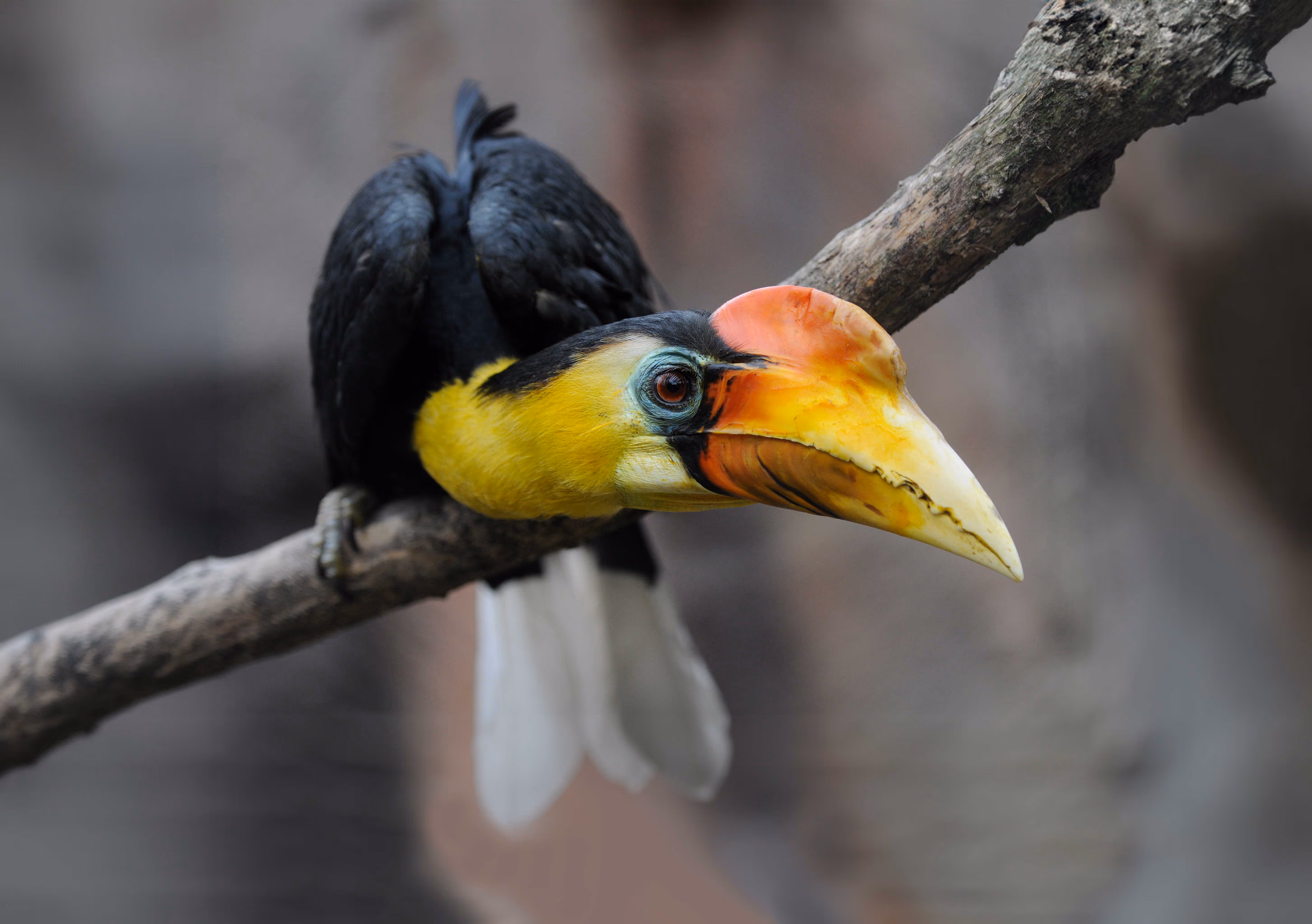 Een afbeelding van een Maleise jaarvogel in Ouwehands Dierenpark