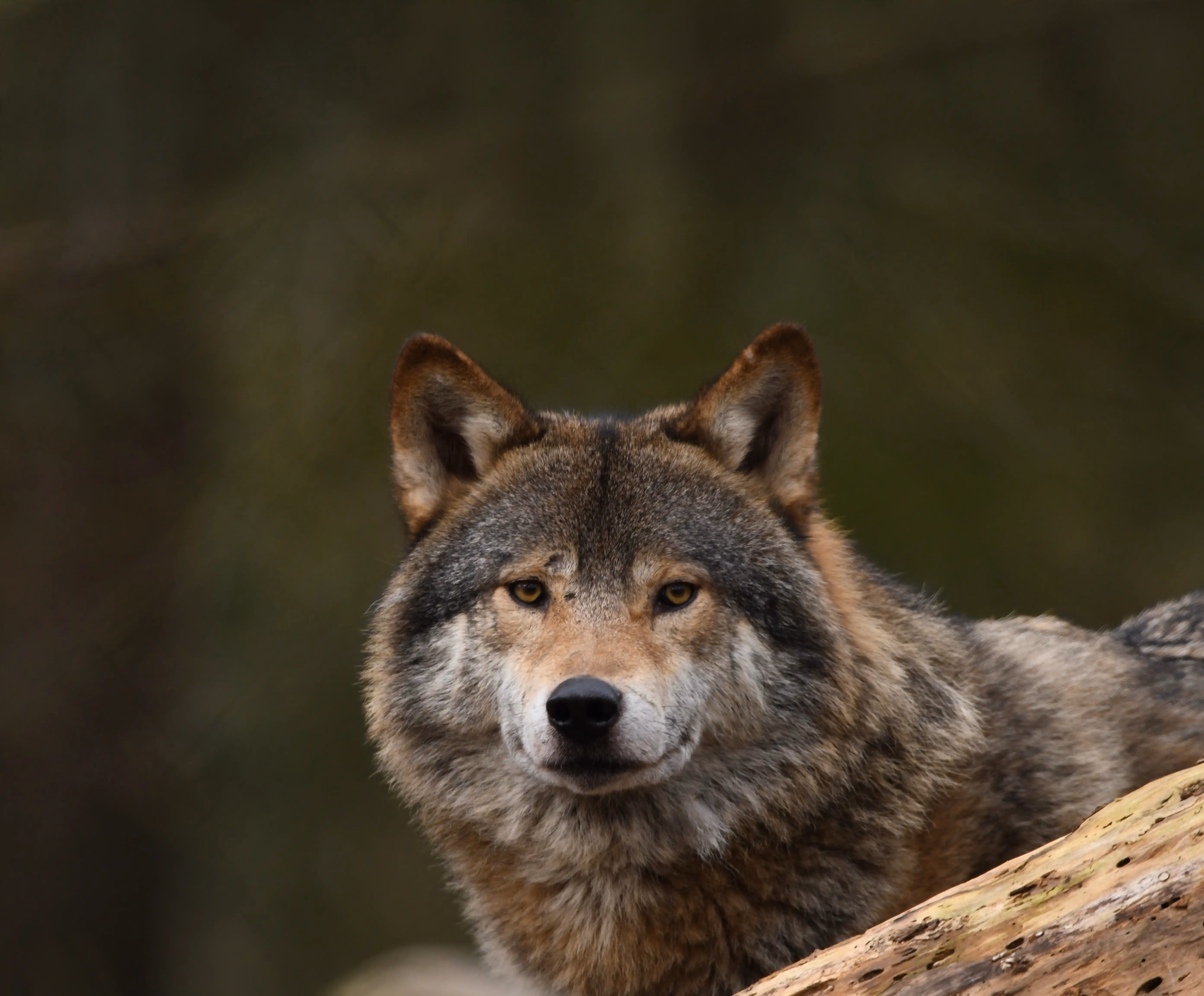 Een afbeelding van een wolf in Ouwehands Dierenpark