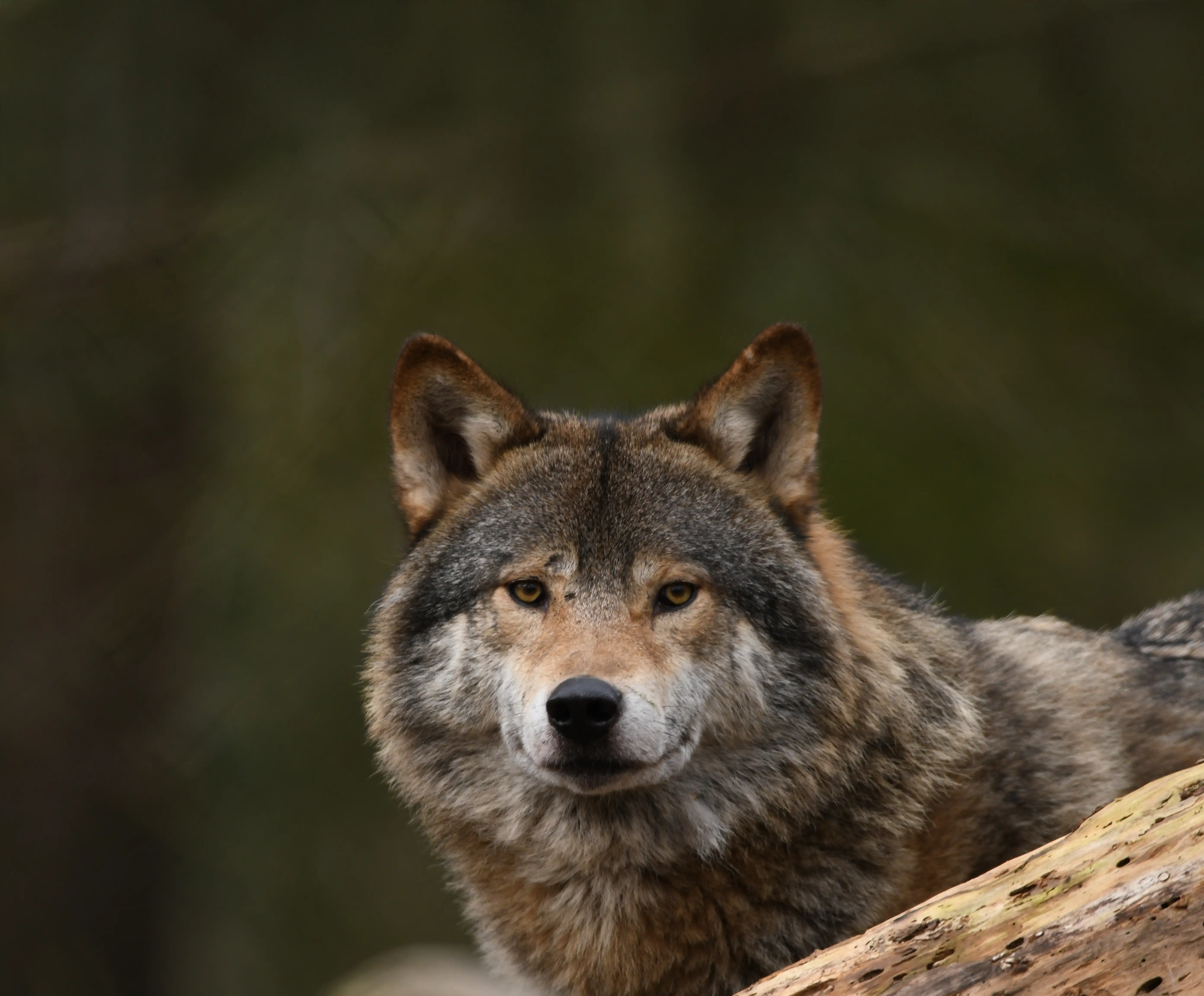 Een afbeelding van een wolf in Ouwehands Dierenpark