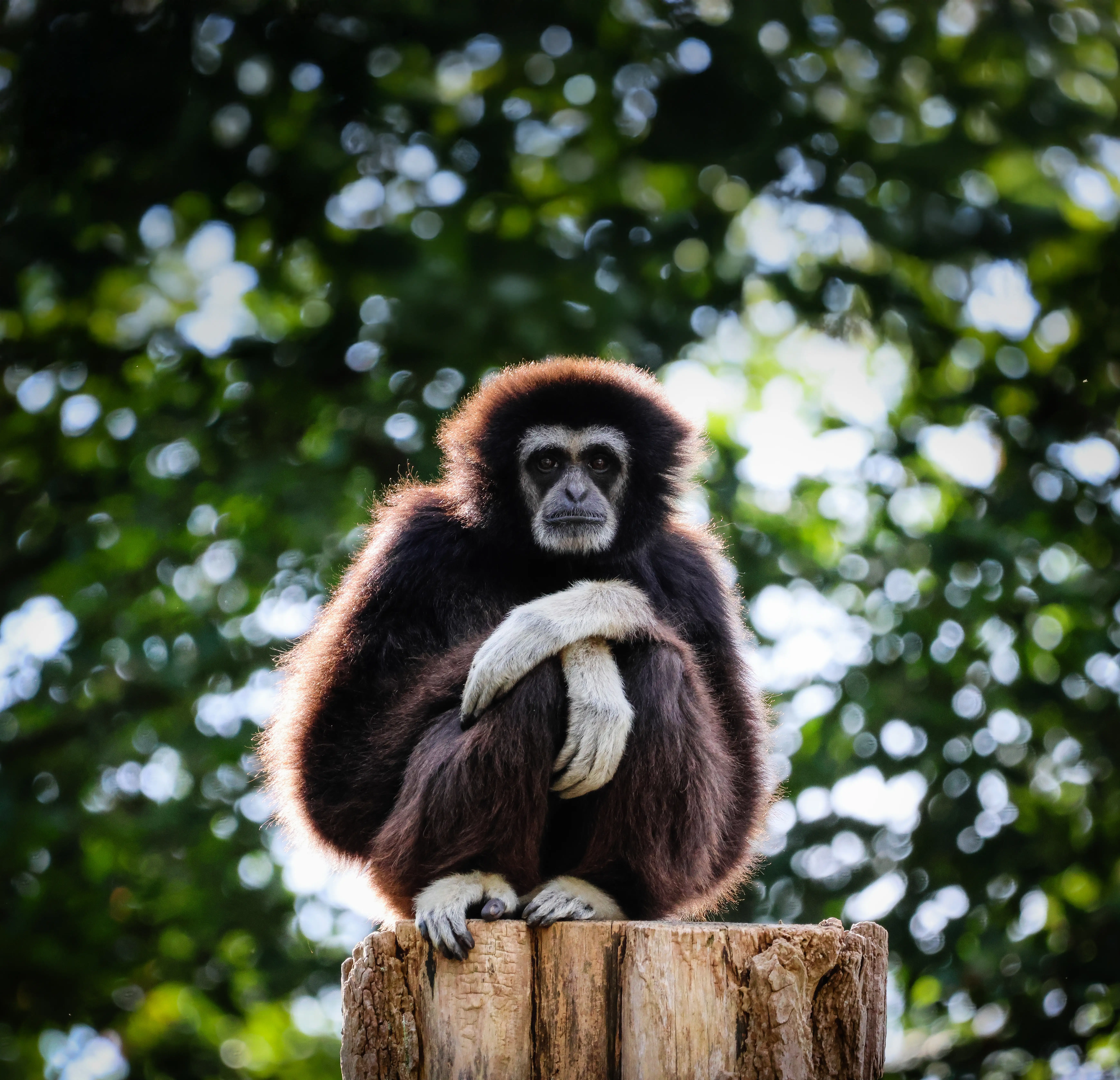 Een afbeelding van een withandgibbon in Ouwehands Dierenpark
