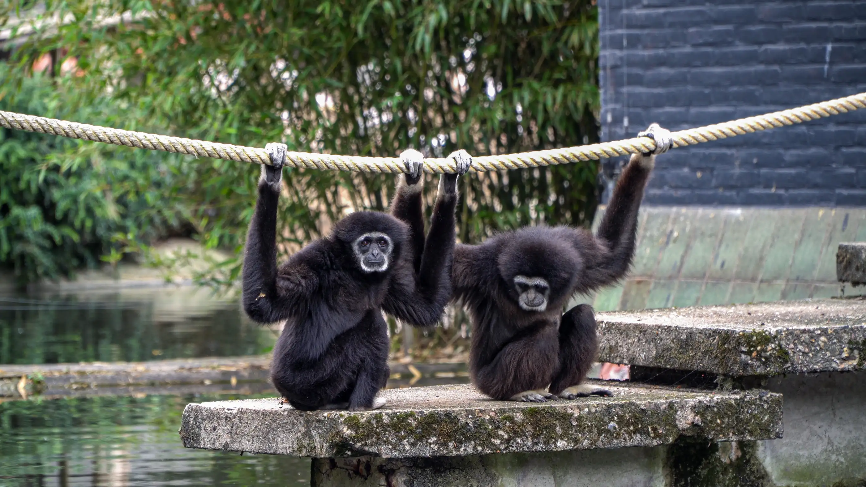 Een afbeelding van een withandgibbon in Ouwehands Dierenpark