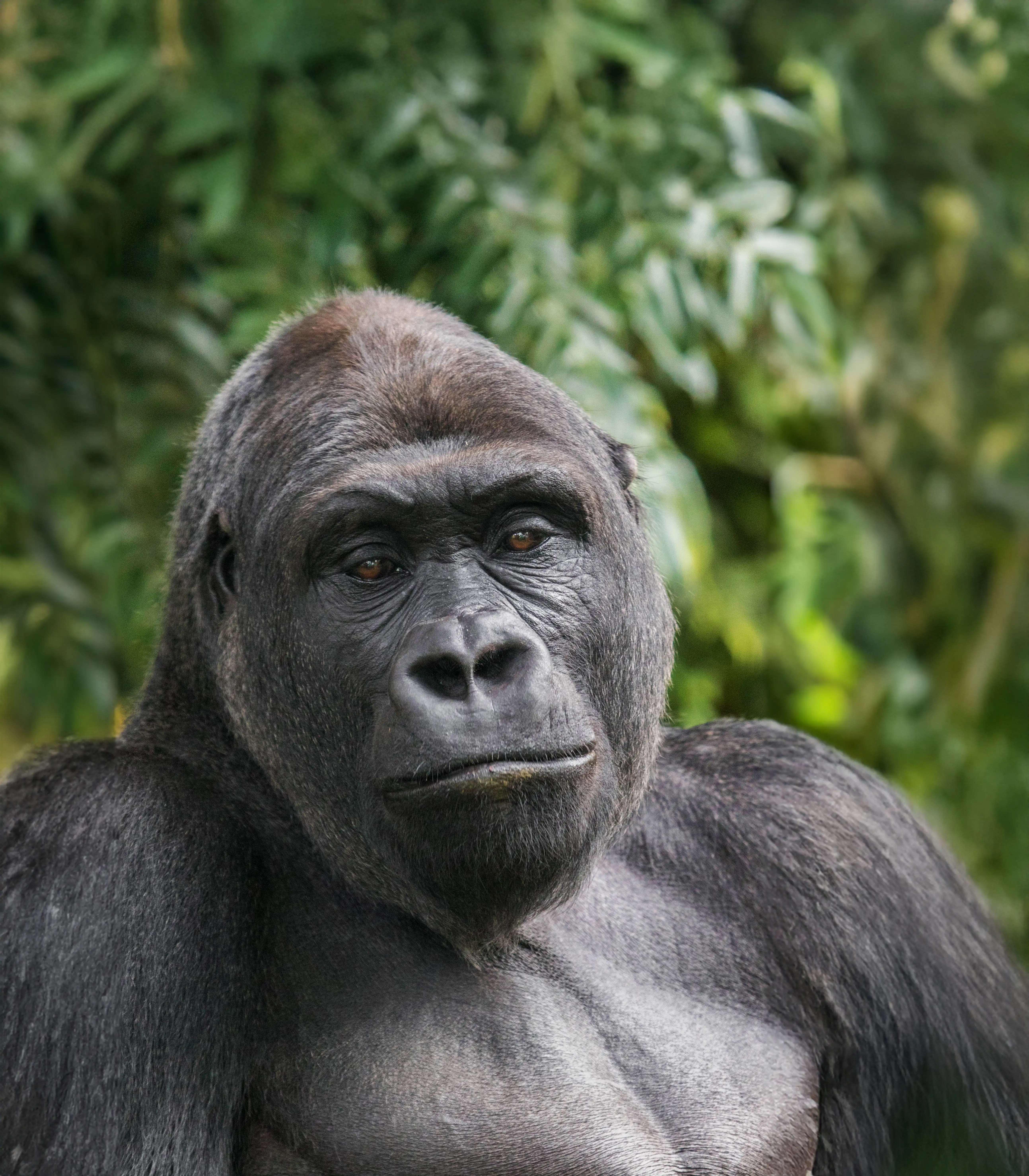 Een afbeelding van een Westelijke laaglandgorilla in Ouwehands Dierenpark