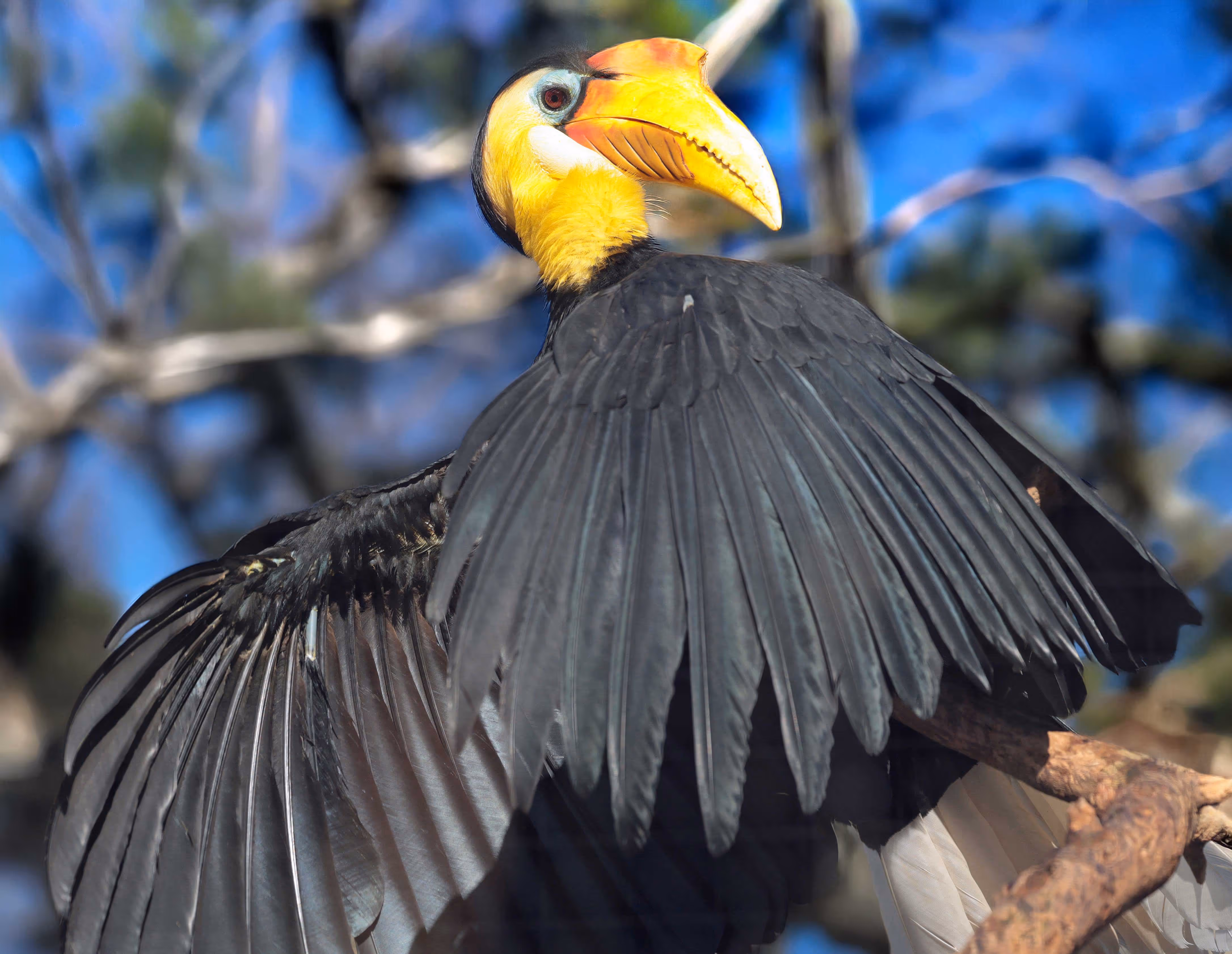 Een afbeelding van een Maleise jaarvogel in Ouwehands Dierenpark