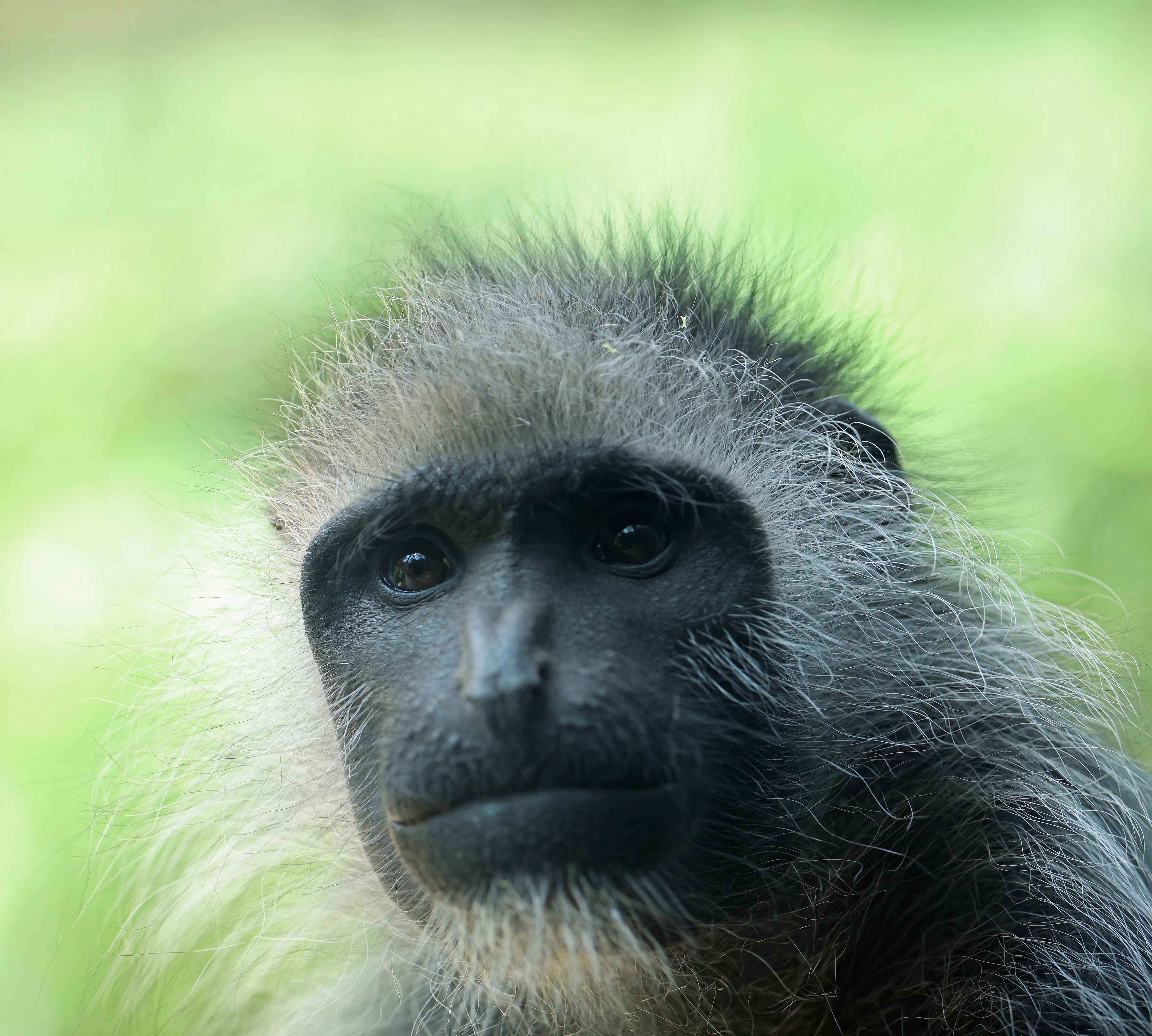 Een afbeelding van een West-Afrikaanse franjeaap in Ouwehands Dierenpark