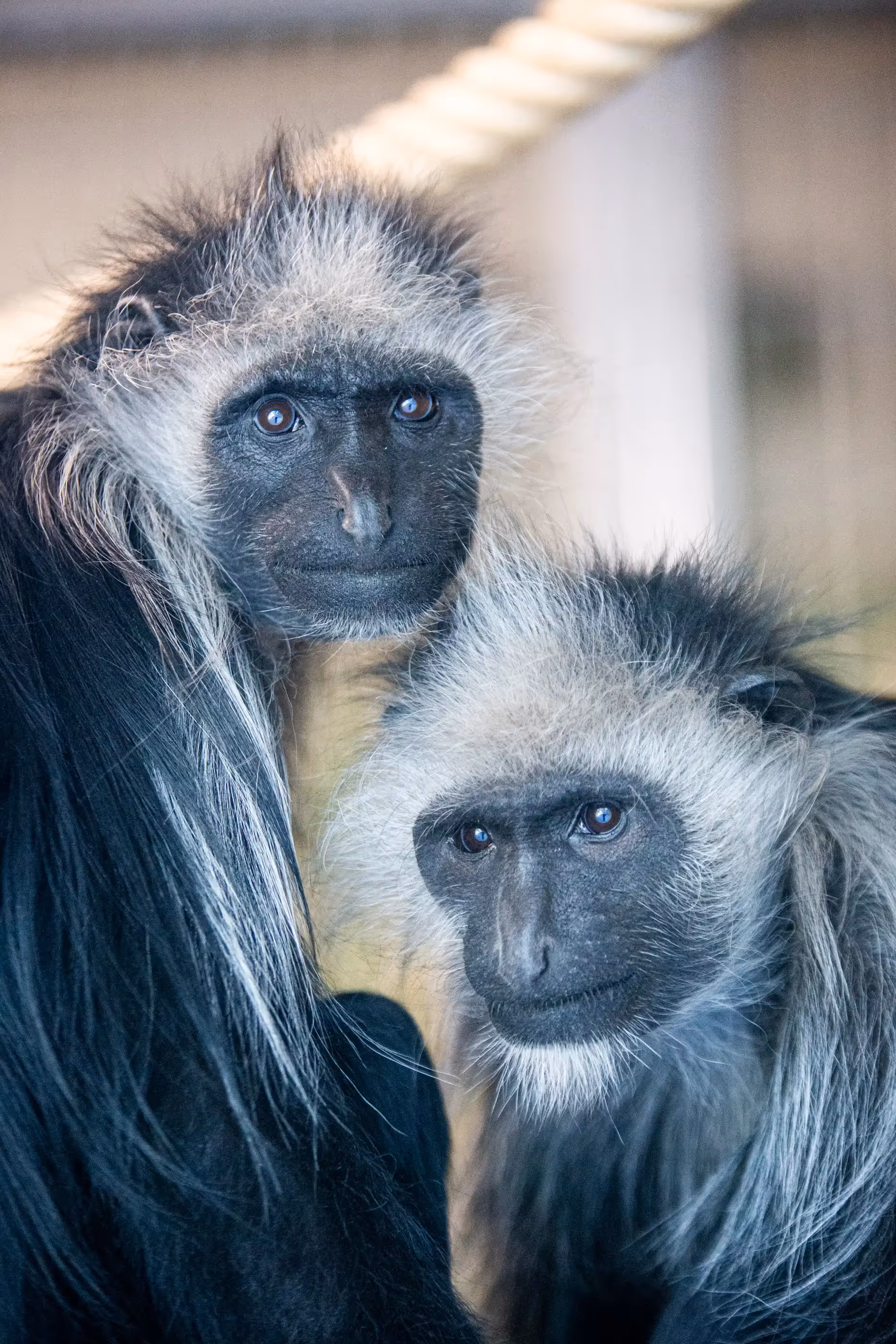 Een afbeelding van een West-Afrikaanse franjeaap in Ouwehands Dierenpark