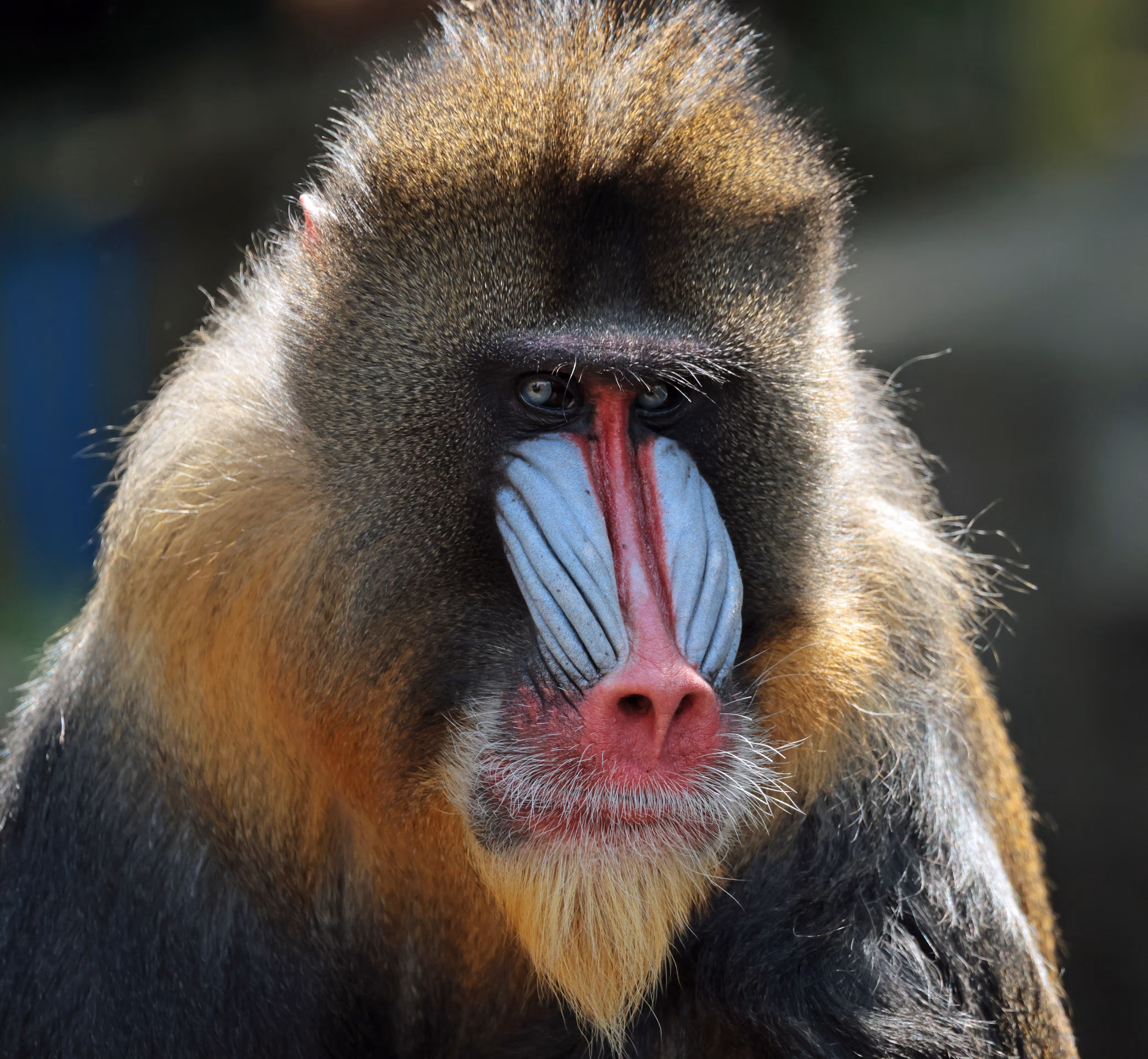 Een afbeelding van een mandril in Ouwehands Dierenpark