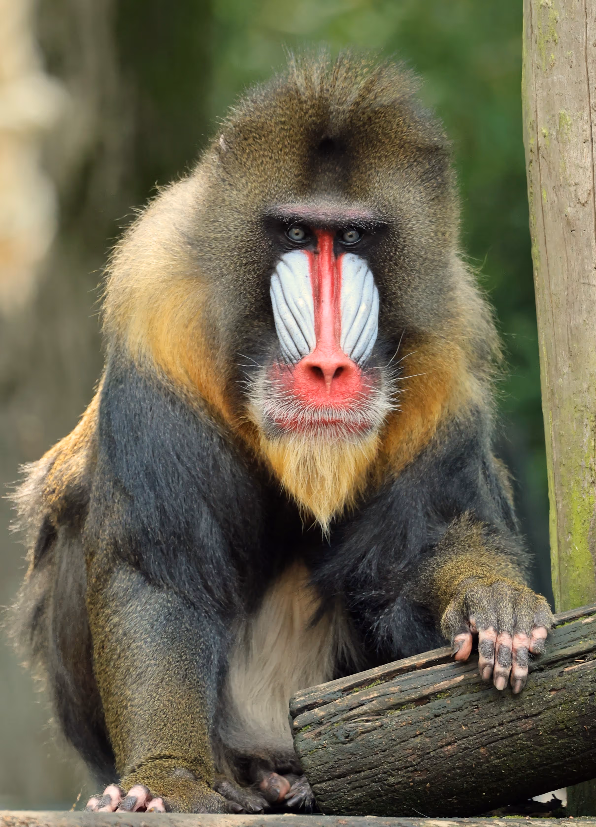 Een afbeelding van een mandril in Ouwehands Dierenpark