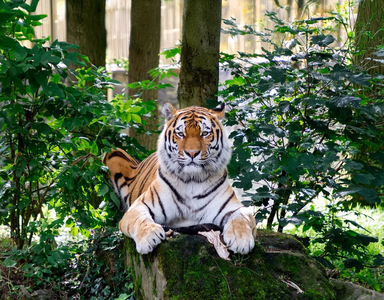 Een Amoertijger die op een mossig stuk steen ligt en de tijger kijkt recht in de camera