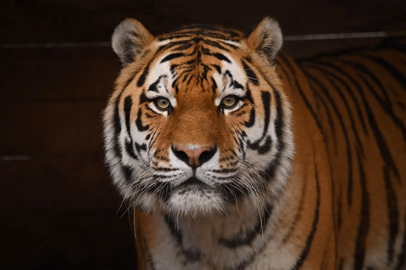 Een Amourtijger met een donkere achtergrond. Zijn kop is goed zichtbaar en hij kijkt diep in de camera