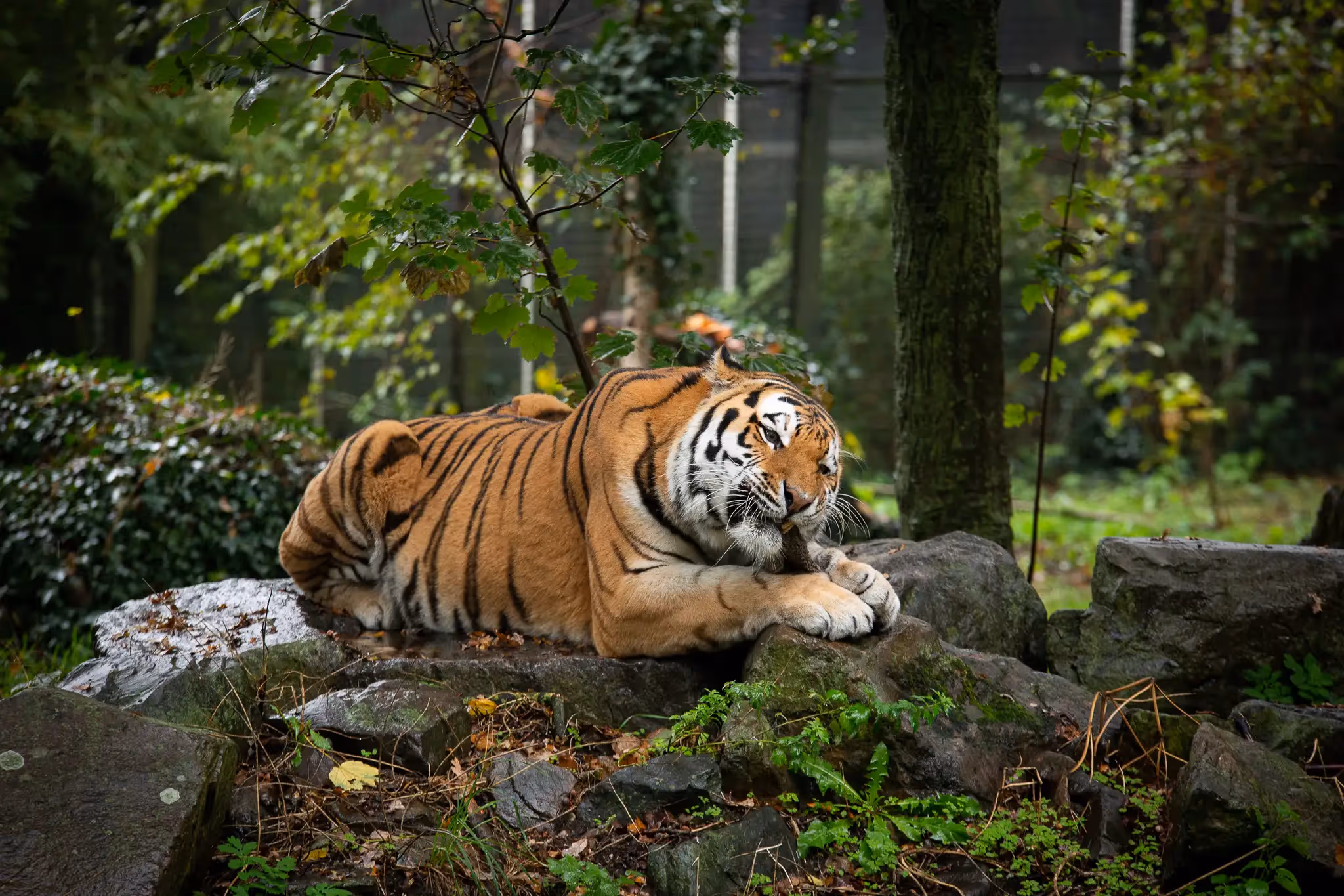Een amourtijger met veel bomen op de achtergrond. Kauwend op een stuk vlees