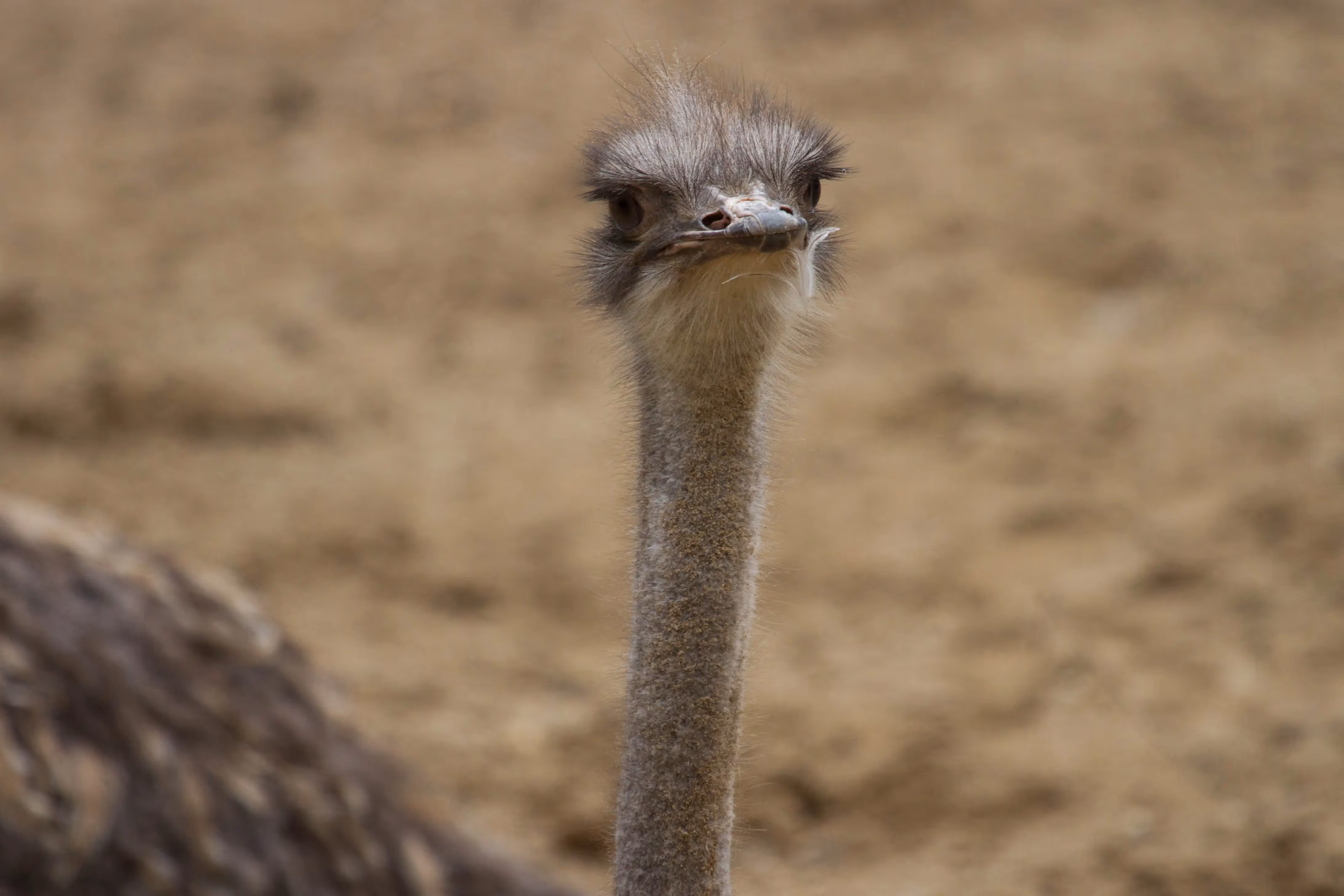 Een afbeelding van een struisvogel in Ouwehands Dierenpark