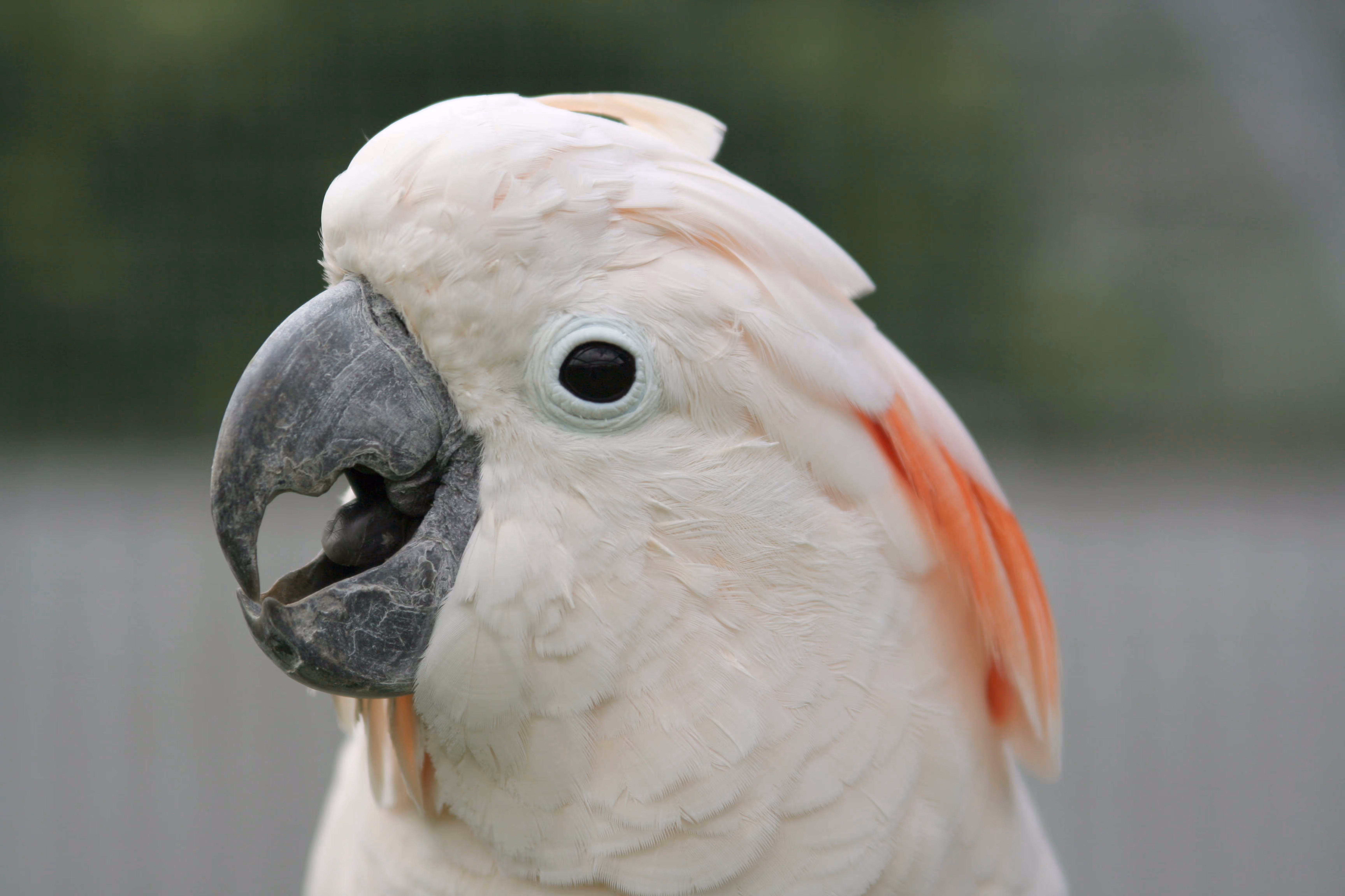 Een afbeelding van de molukken kaketoe in Ouwehands Dierenpark