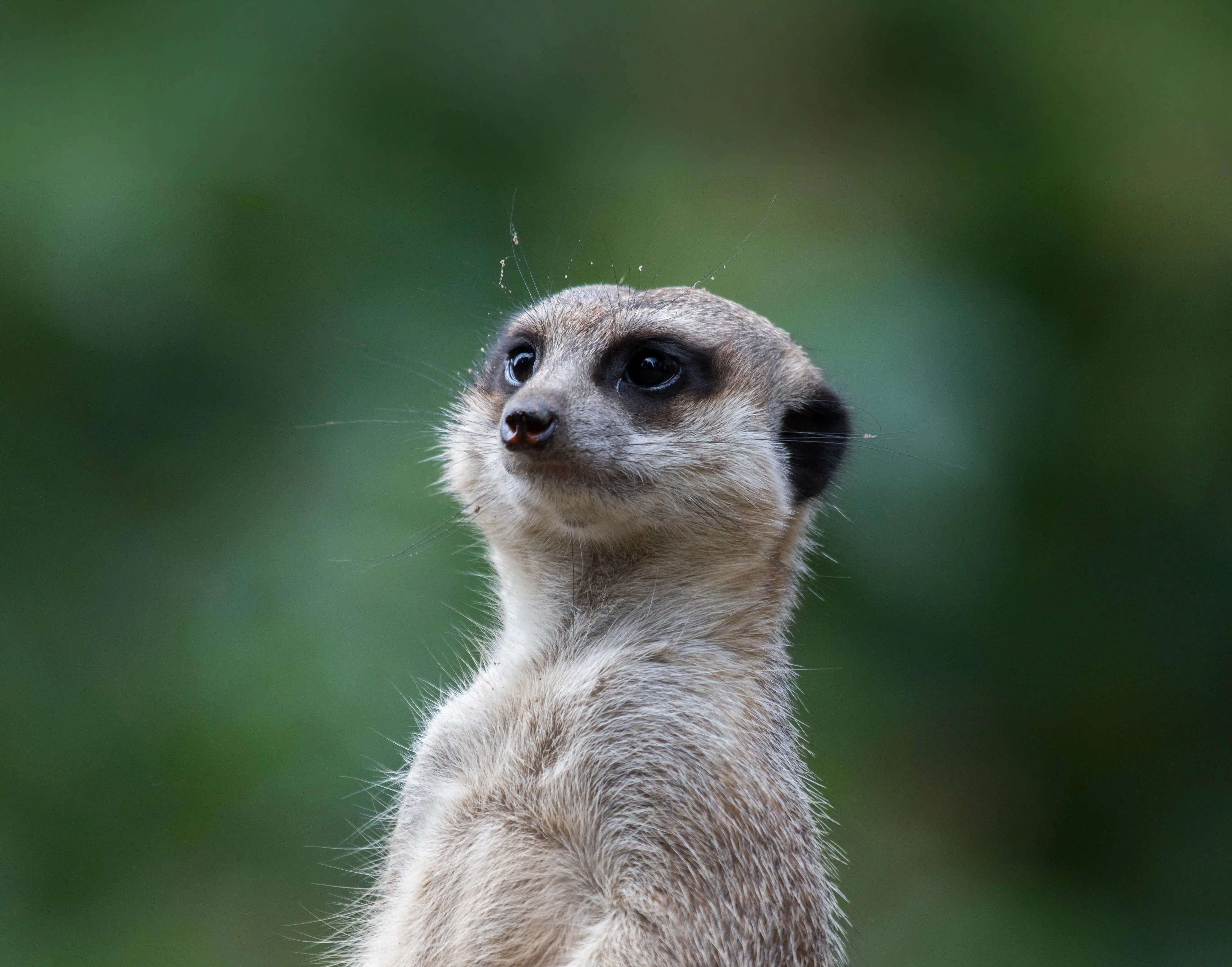 Een afbeelding van een stokstaartje in Ouwehands Dierenpark