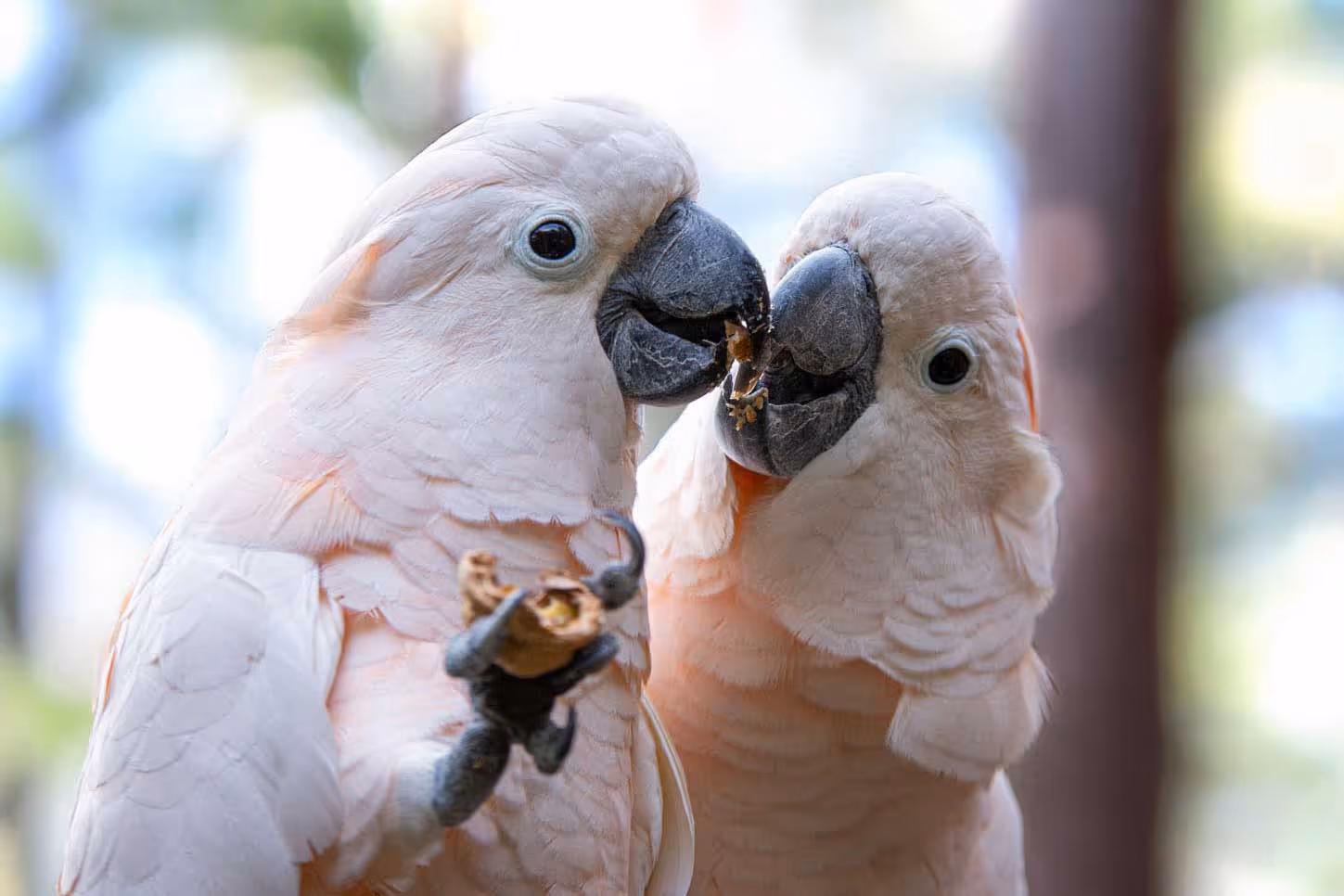 Een afbeelding van een Molukken kaketoe in Ouwehands Dierenpark