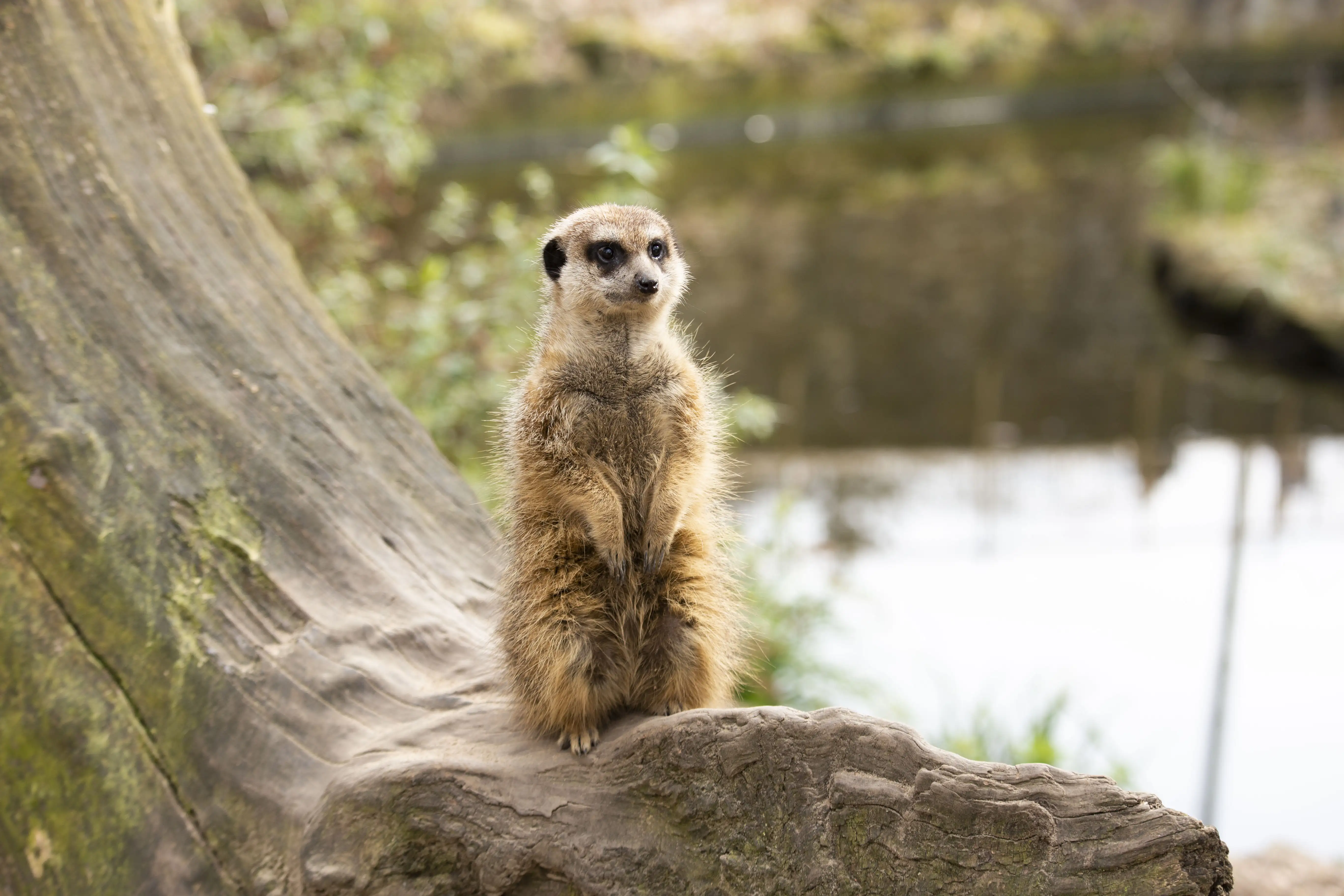 Een afbeelding van een stokstaartje in Ouwehands Dierenpark