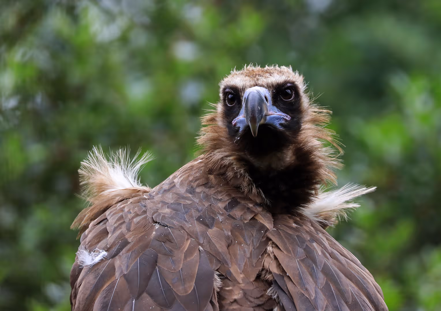 Afbeelding van een monniksgier in Ouwehands Dierenpark