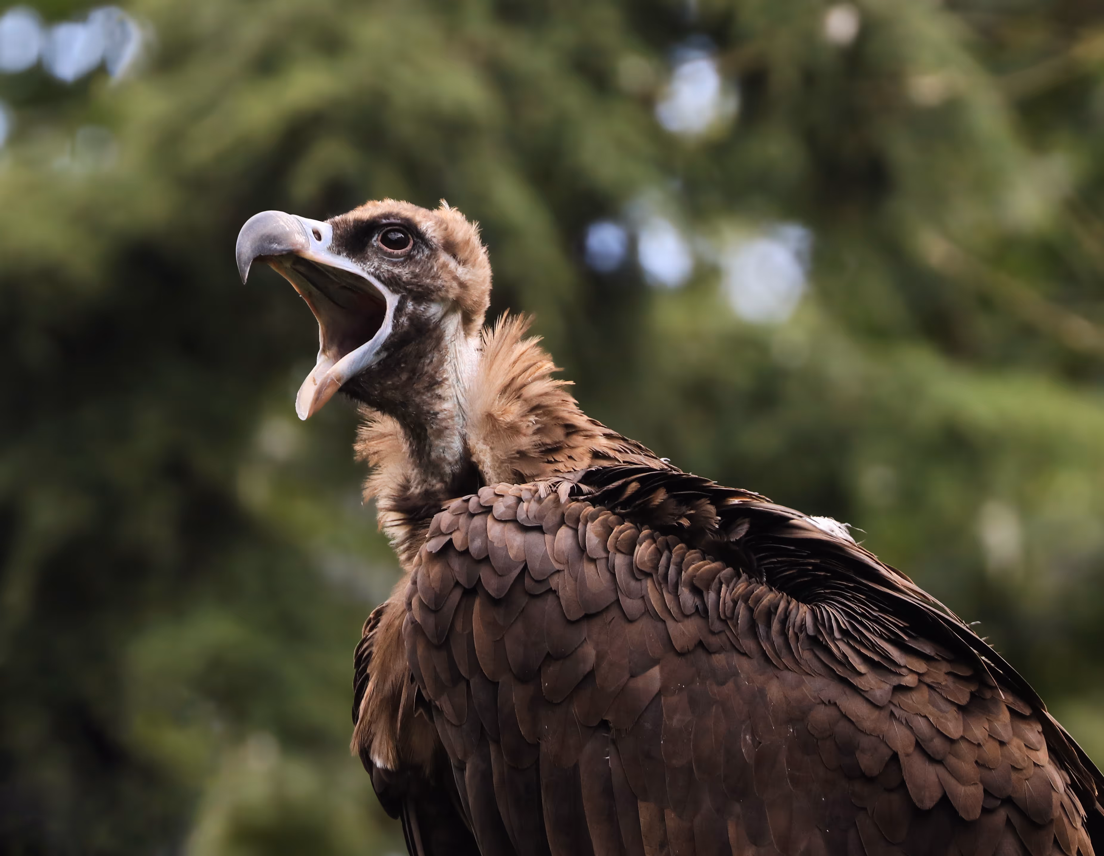 Een afbeelding van een monniksgier in Ouwehands Dierenpark