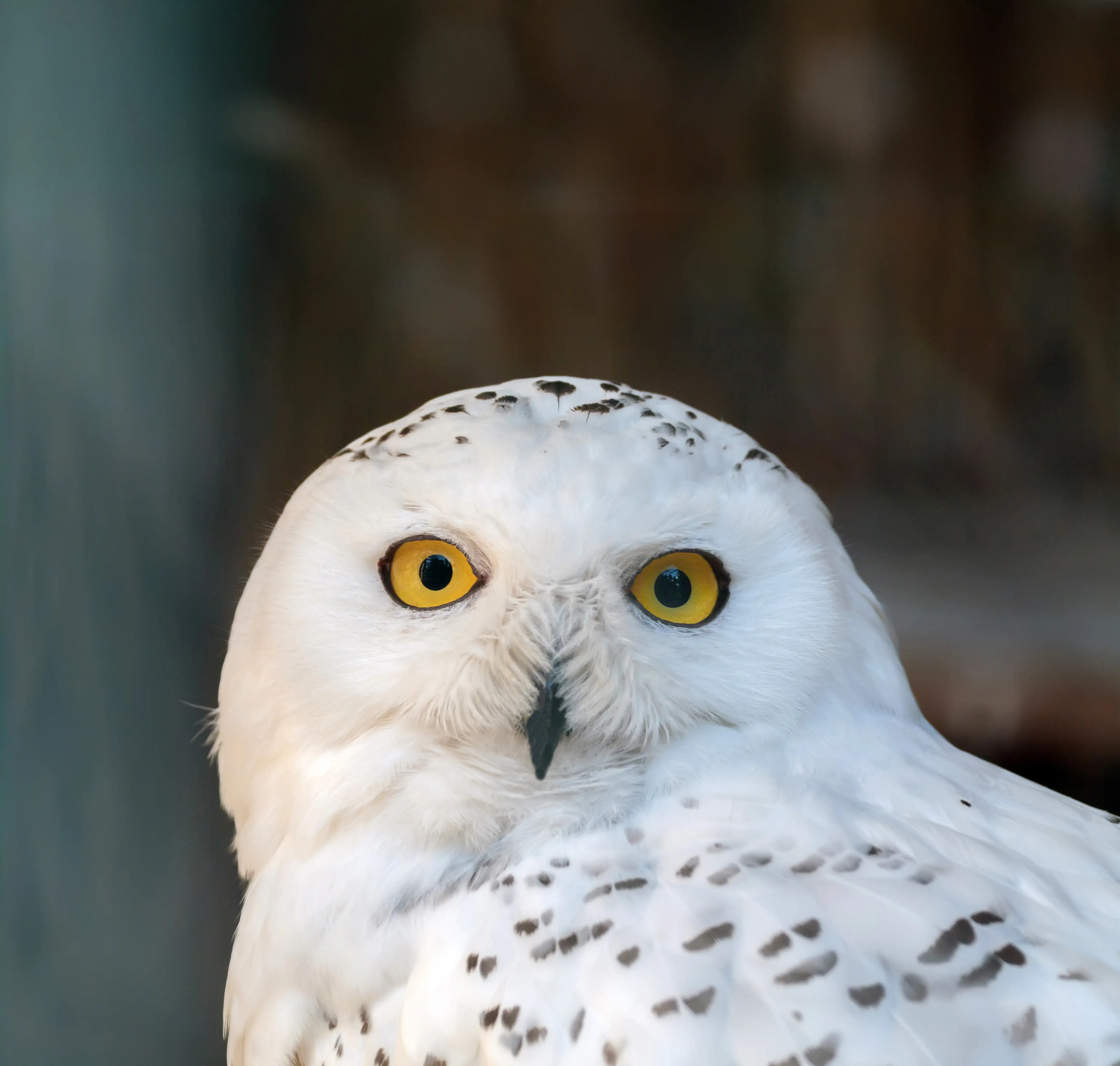 Een afbeelding van een sneeuwuil in Ouwehands Dierenpark