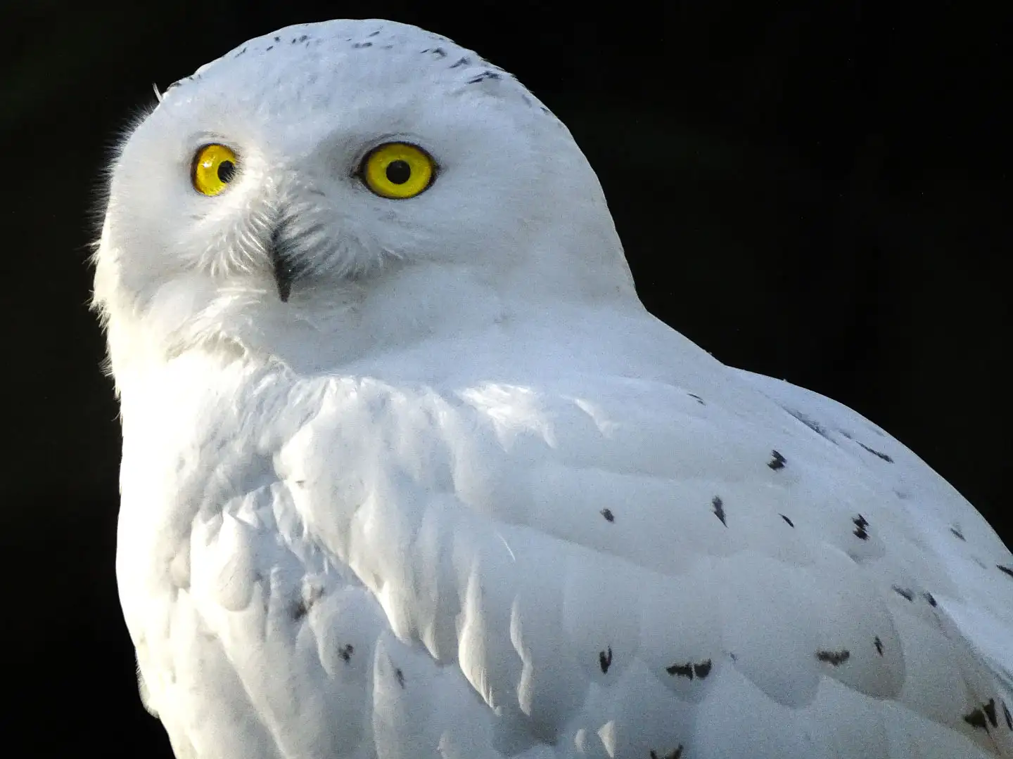 Een afbeelding van een sneeuwuil in Ouwehands Dierenpark